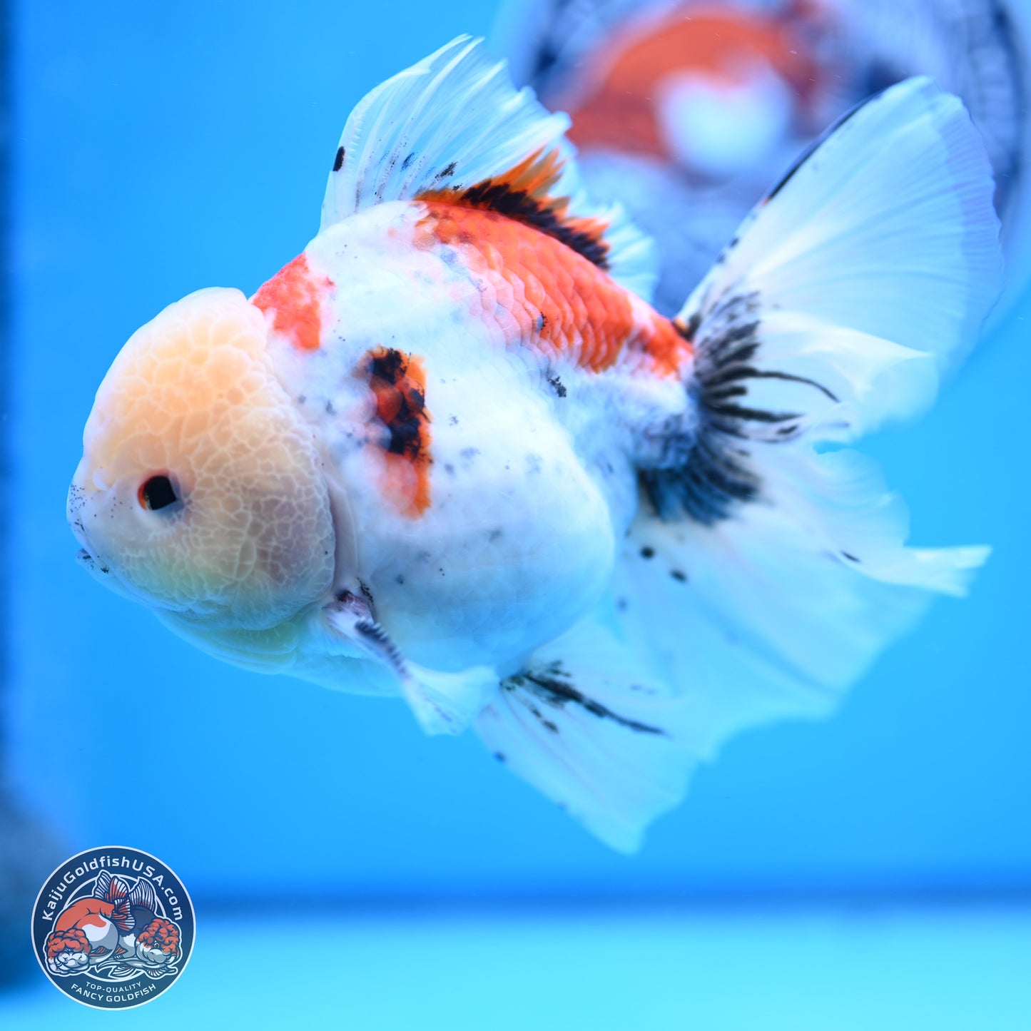 Calico Rose Tail Oranda 6 inches - Male (241129_OR15) - Kaiju Goldfish USA