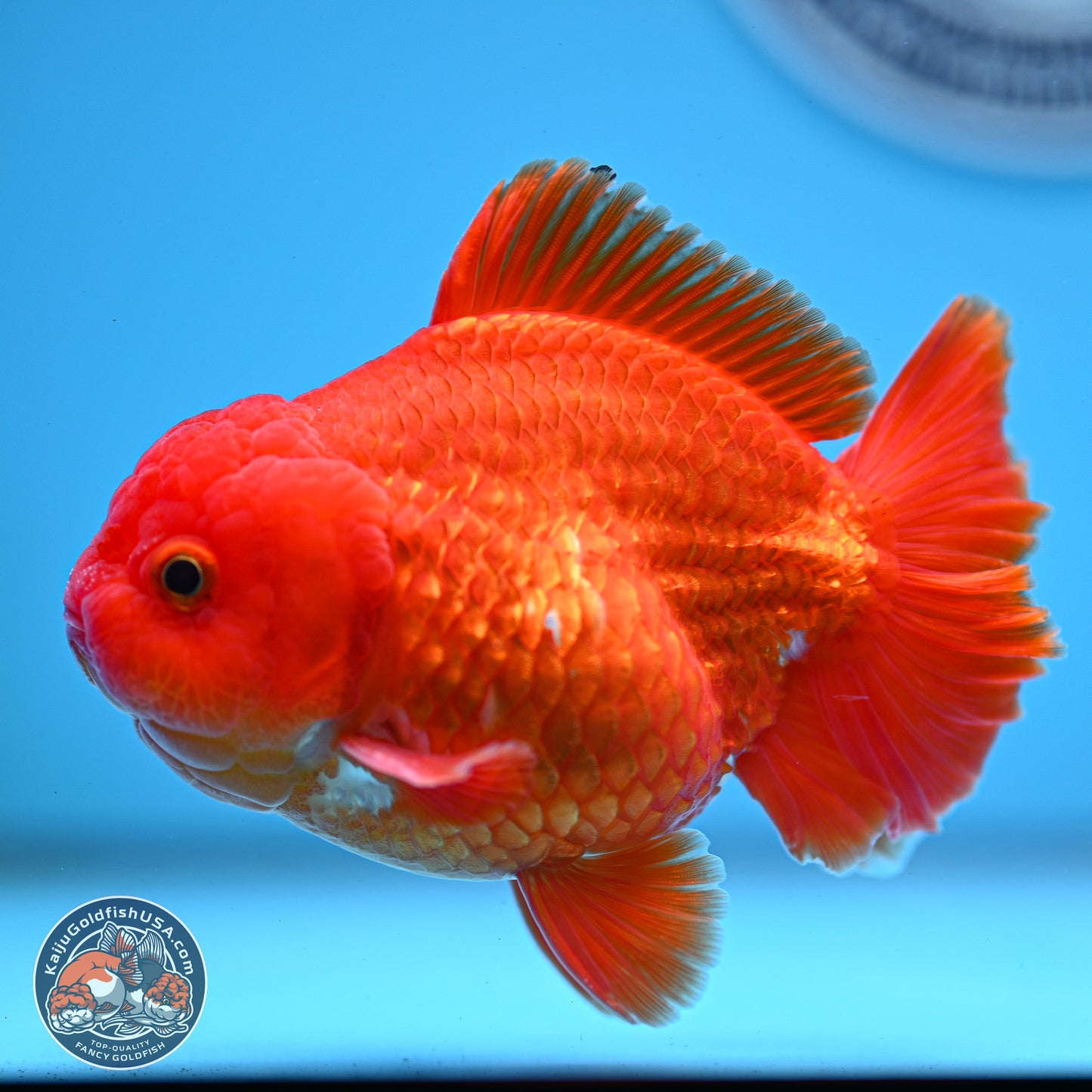 Classic Red YuanBao Oranda 3.75 inches Body - Male (250228_OR15)