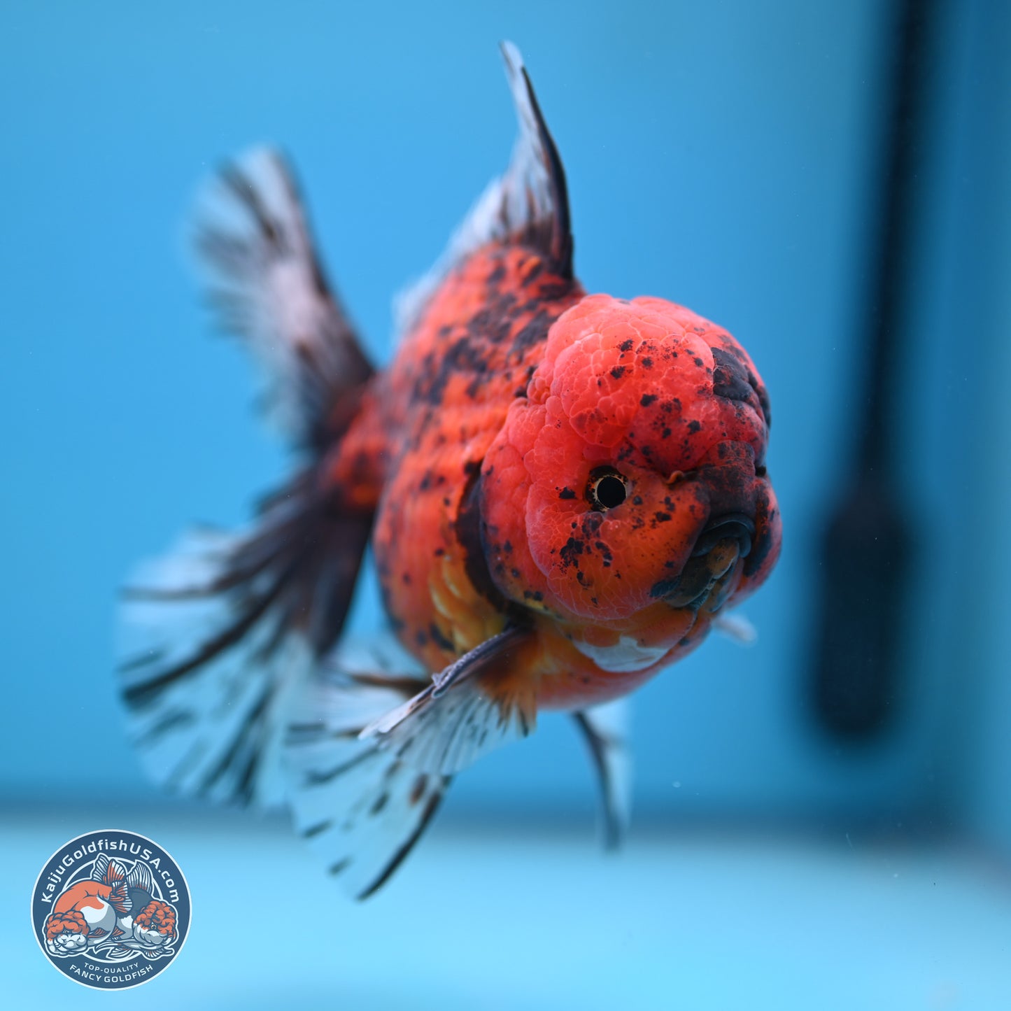 Tiger Rose Tail Oranda 6 inches - Male (241115_OR15) - Kaiju Goldfish USA