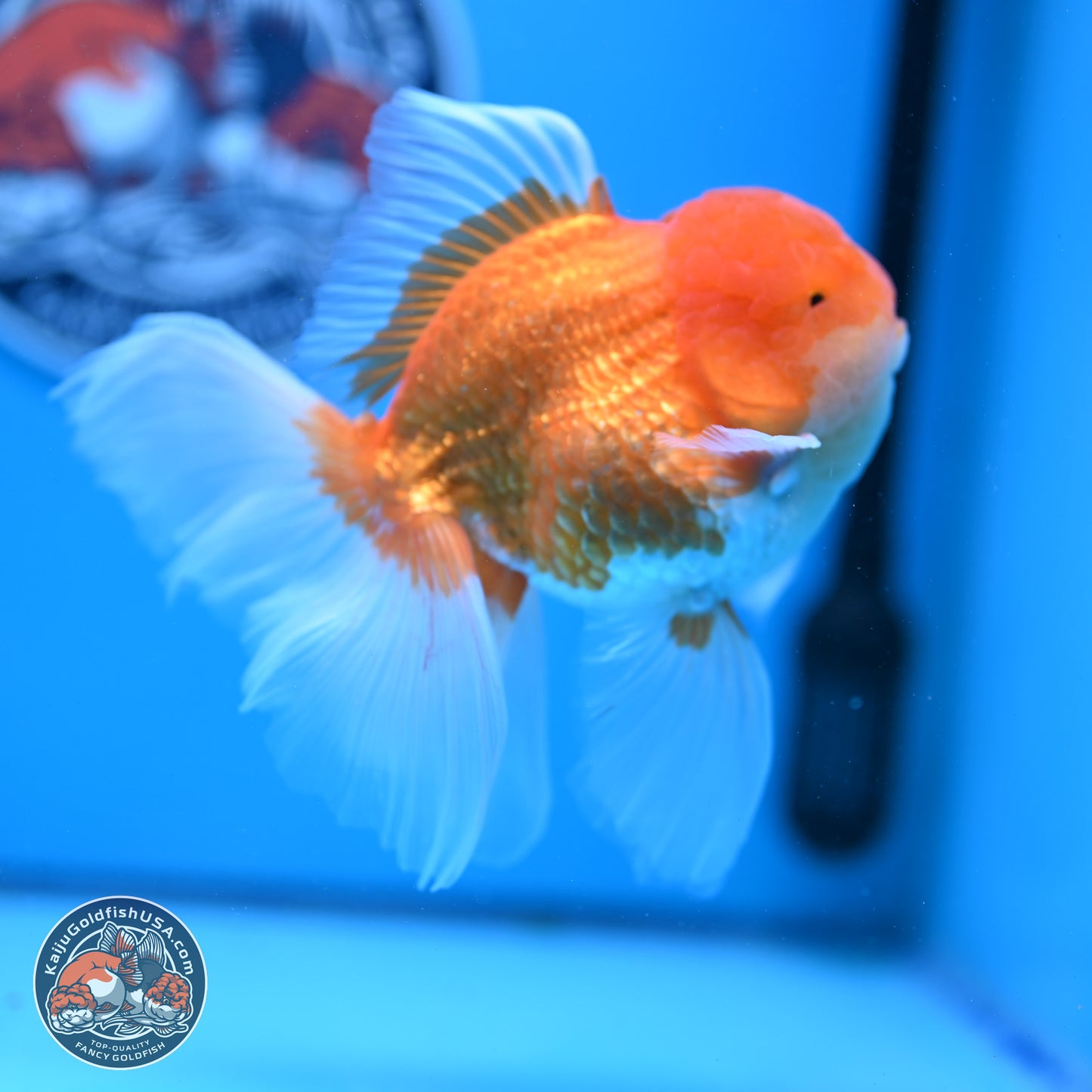 Red White Rose Tail Oranda 4-6.5 inches (240906_OR15) - Kaiju Goldfish USA