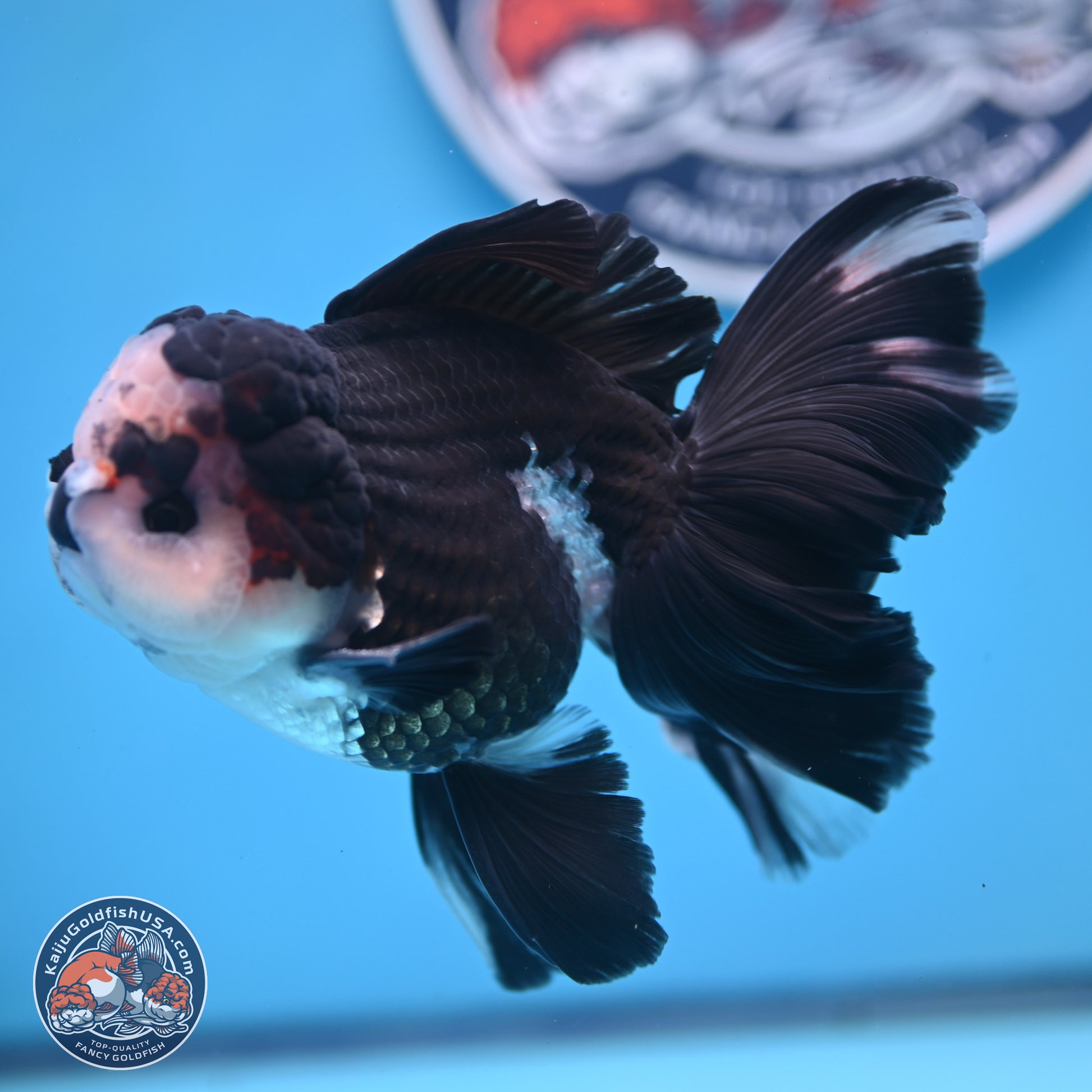 Panda Butterfly Tail Oranda 5.5 inches (241025_OR15) - Kaiju Goldfish USA