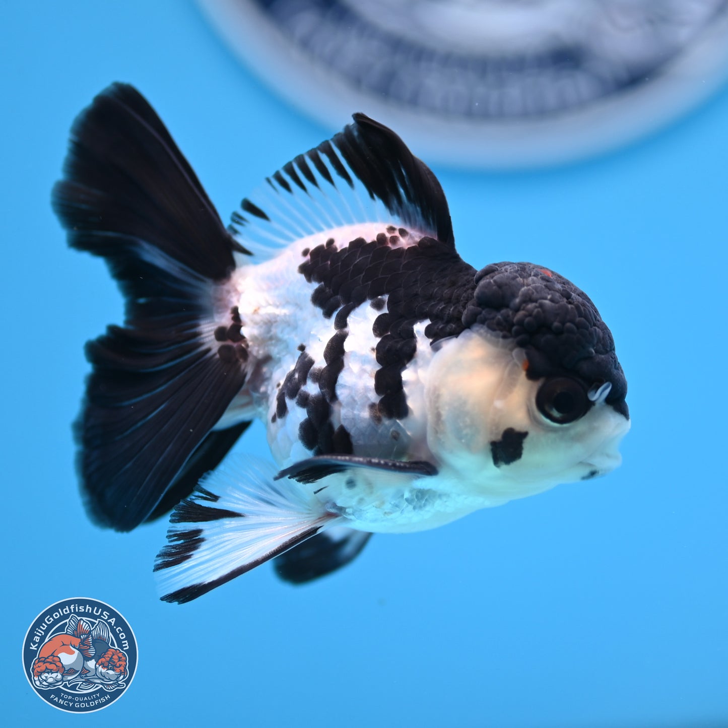Black Cap Panda Rose Tail Oranda 2.8 inches Body - Male (250314_OR15)
