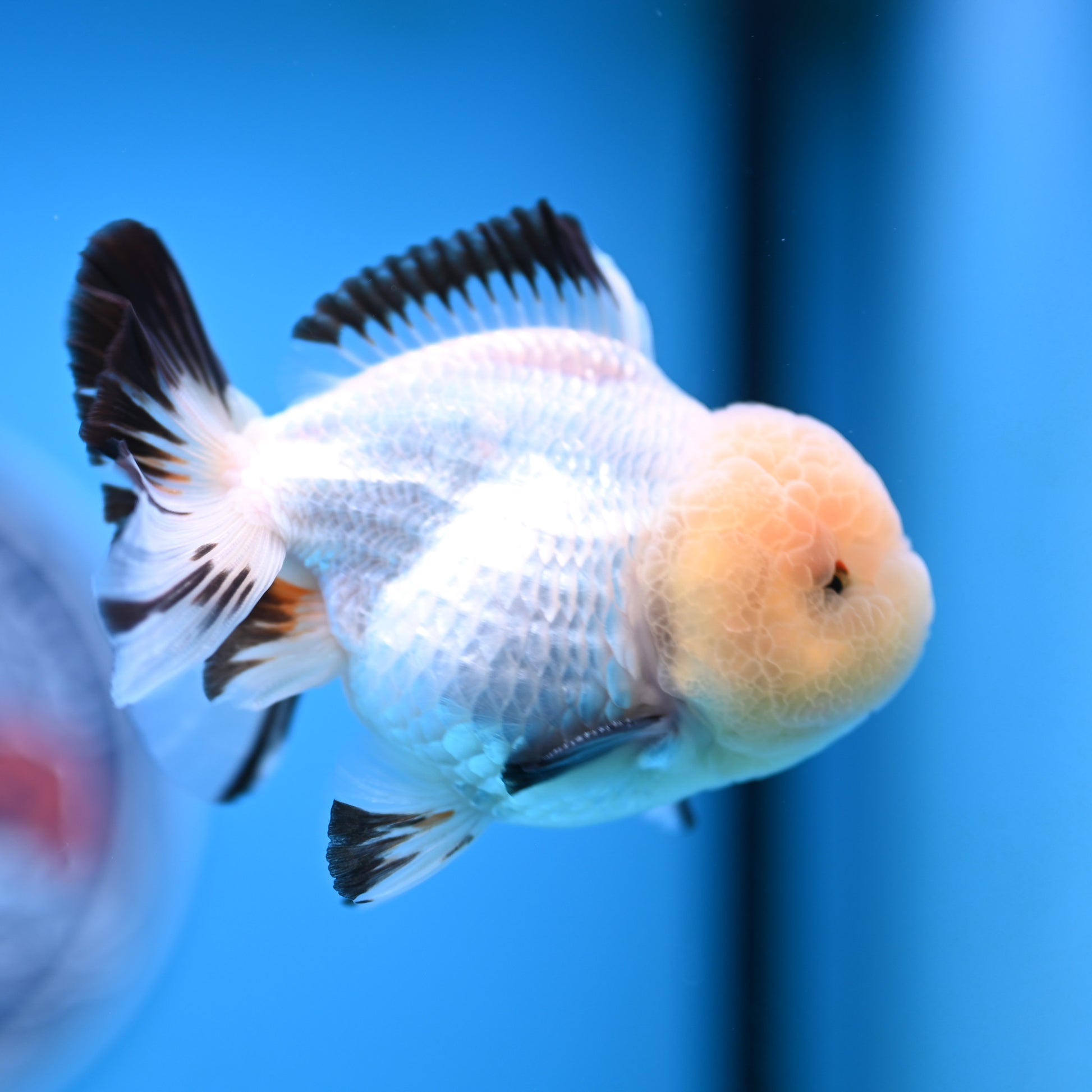 Panda Oranda 3.5-4 inches (241011_OR15) - Kaiju Goldfish USA