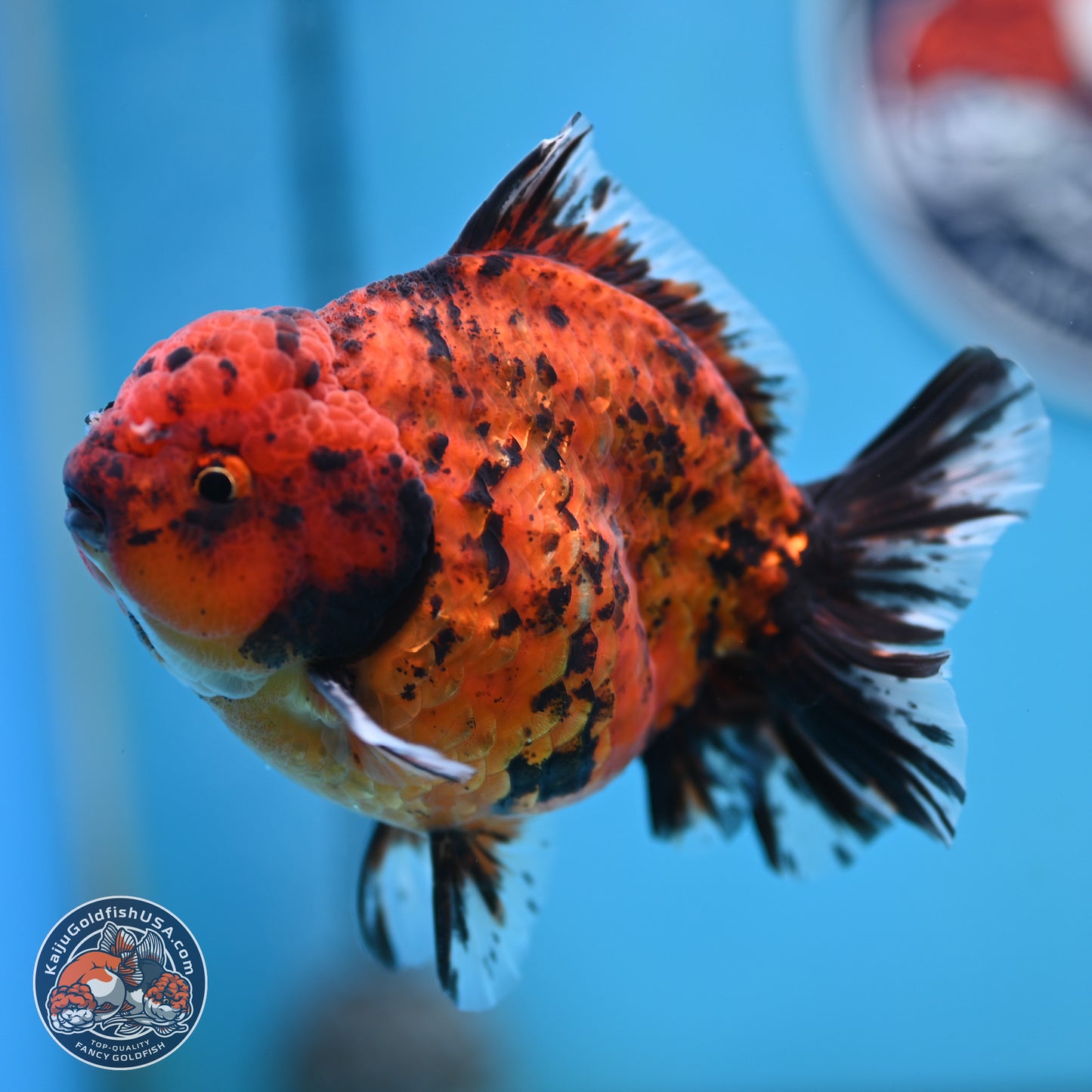 Shogun Tiger Oranda 4 inches Body - Male (250131_OR15)