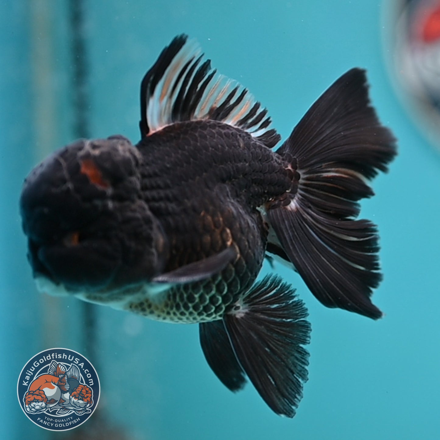 Black Rose Tail Oranda 3 inches Body (250502_OR15)
