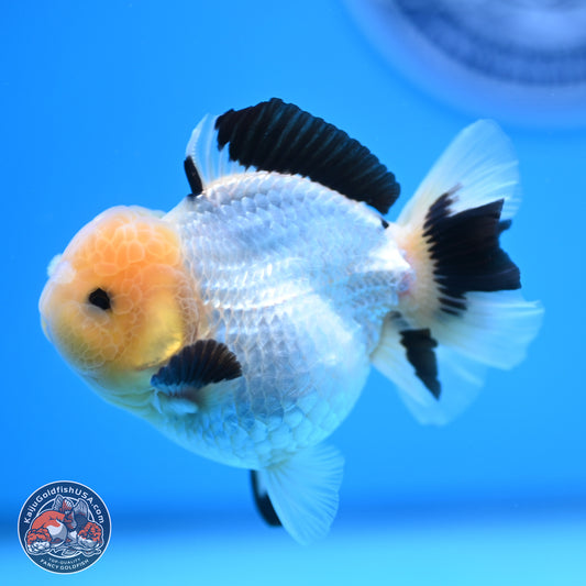 Panda Oranda 3.75 inches Body - Male (241227_OR15) - Kaiju Goldfish USA