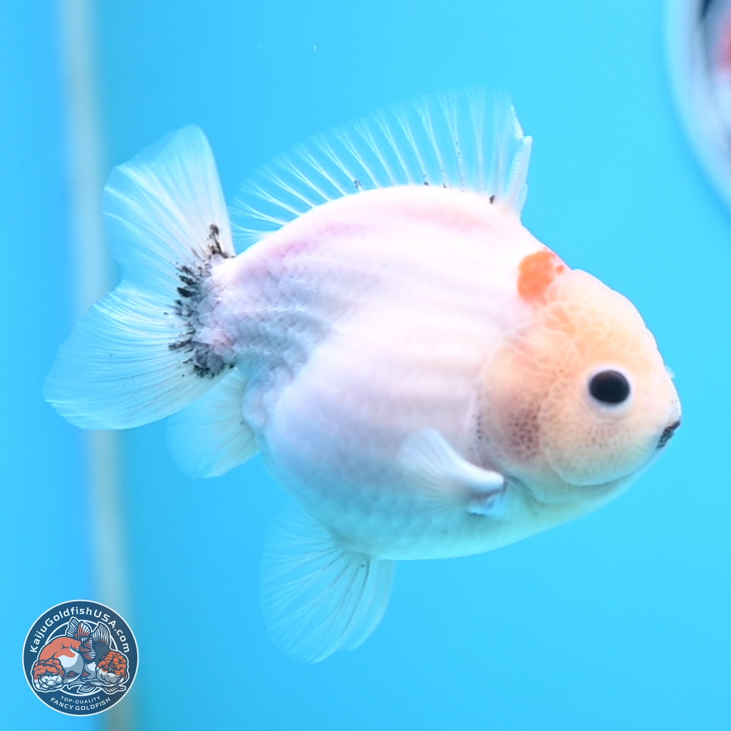 Shogun Sakura Oranda 3.75 inches Body - Male (250207_OR15)