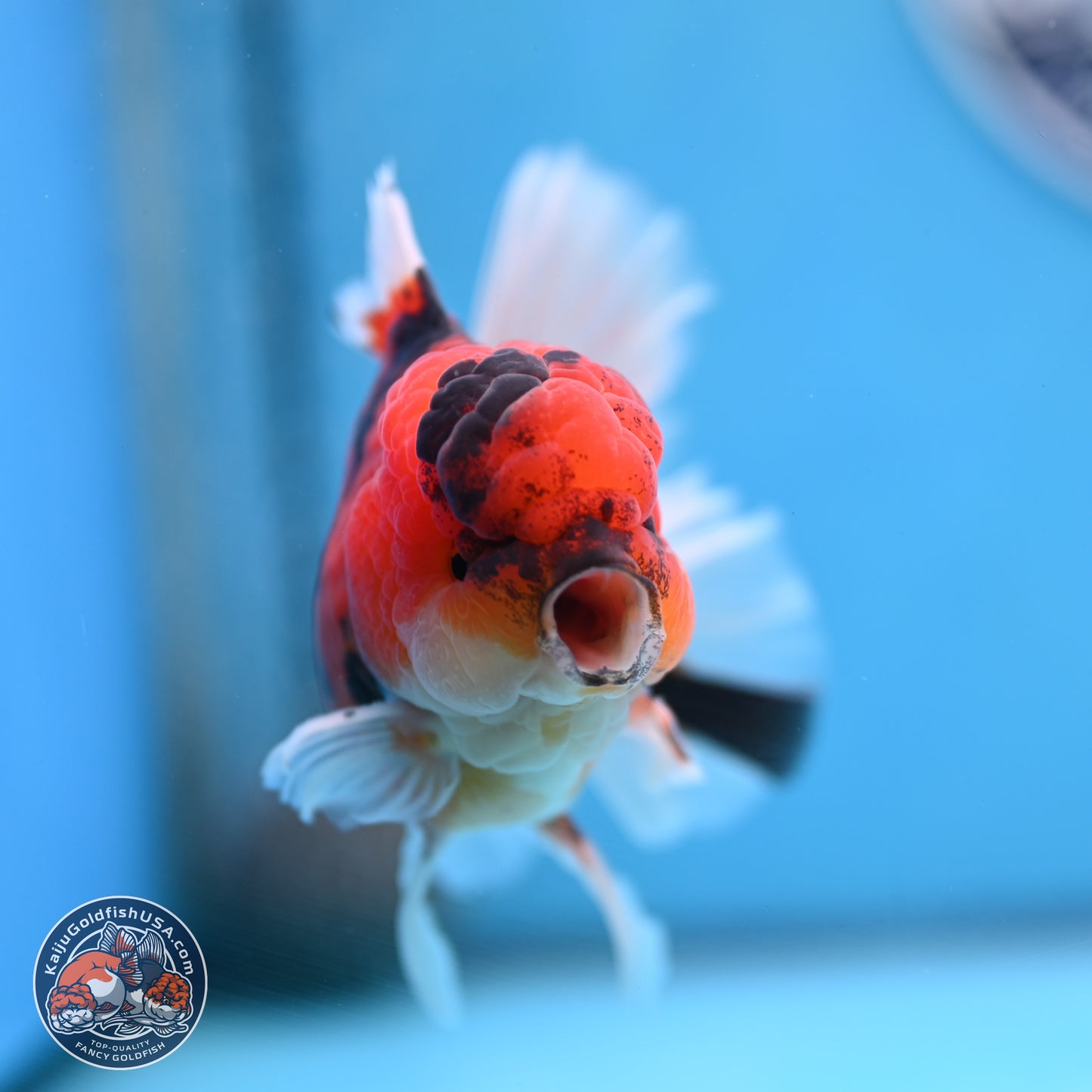 Tiger Orchid Tail Oranda 3.5 inches Body - Male (250307_OR15)