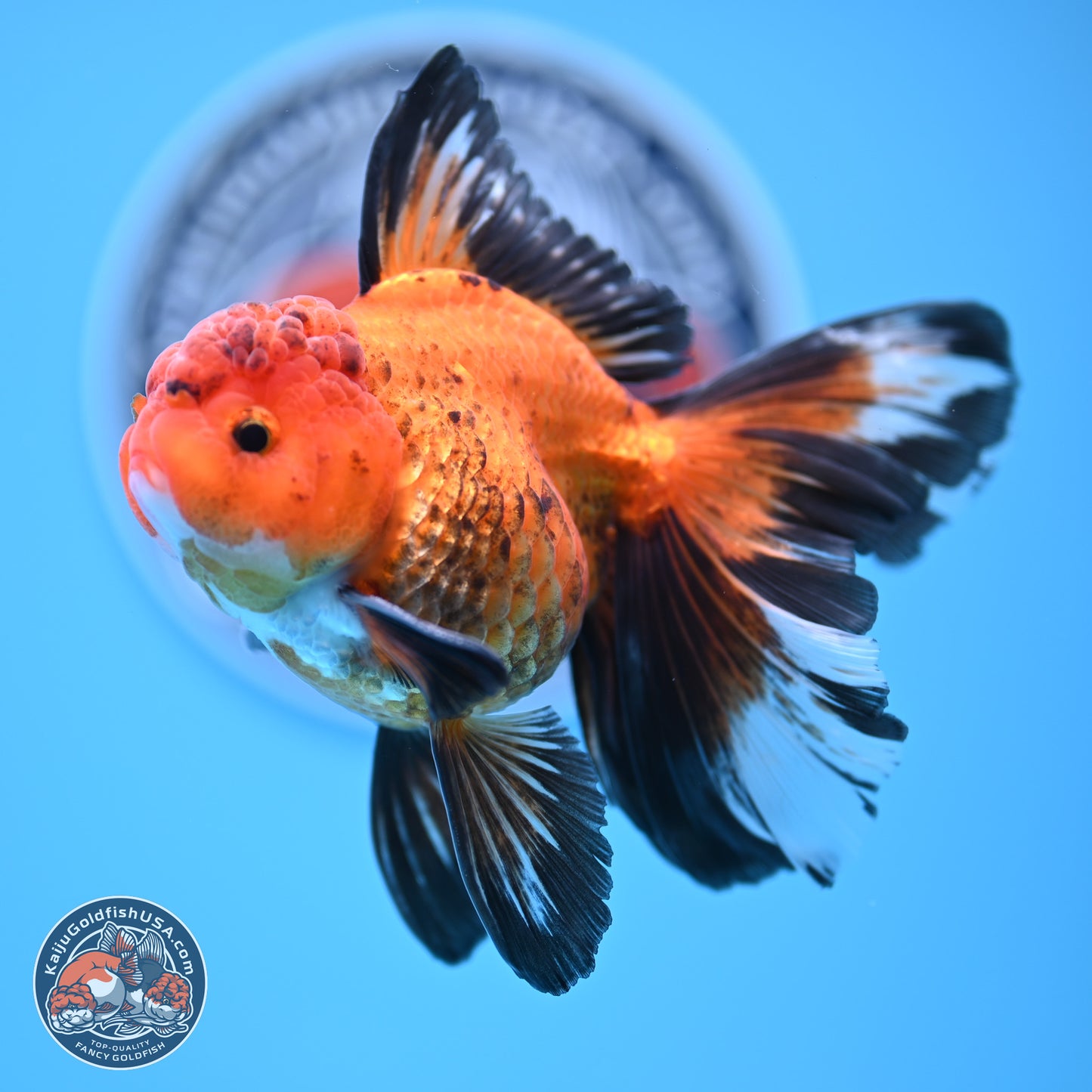 Apache Rose Tail Oranda 3in Body (240830_OR15) - Kaiju Goldfish USA