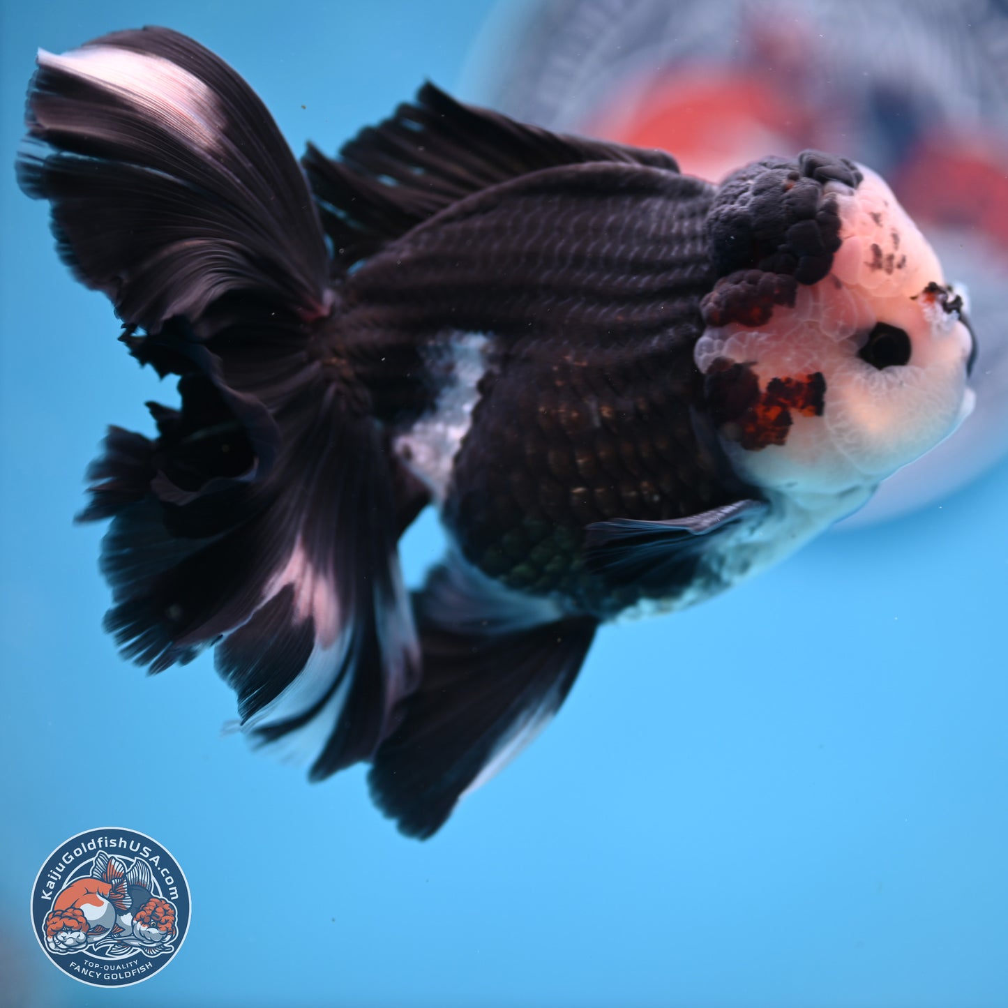 Panda Butterfly Tail Oranda 5.5 inches (241025_OR15) - Kaiju Goldfish USA