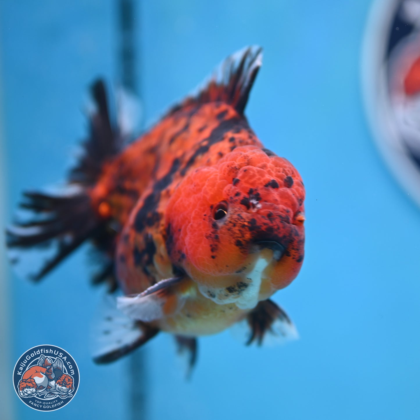 Shogun Tiger Oranda 4 inches Body - Male (250131_OR15)