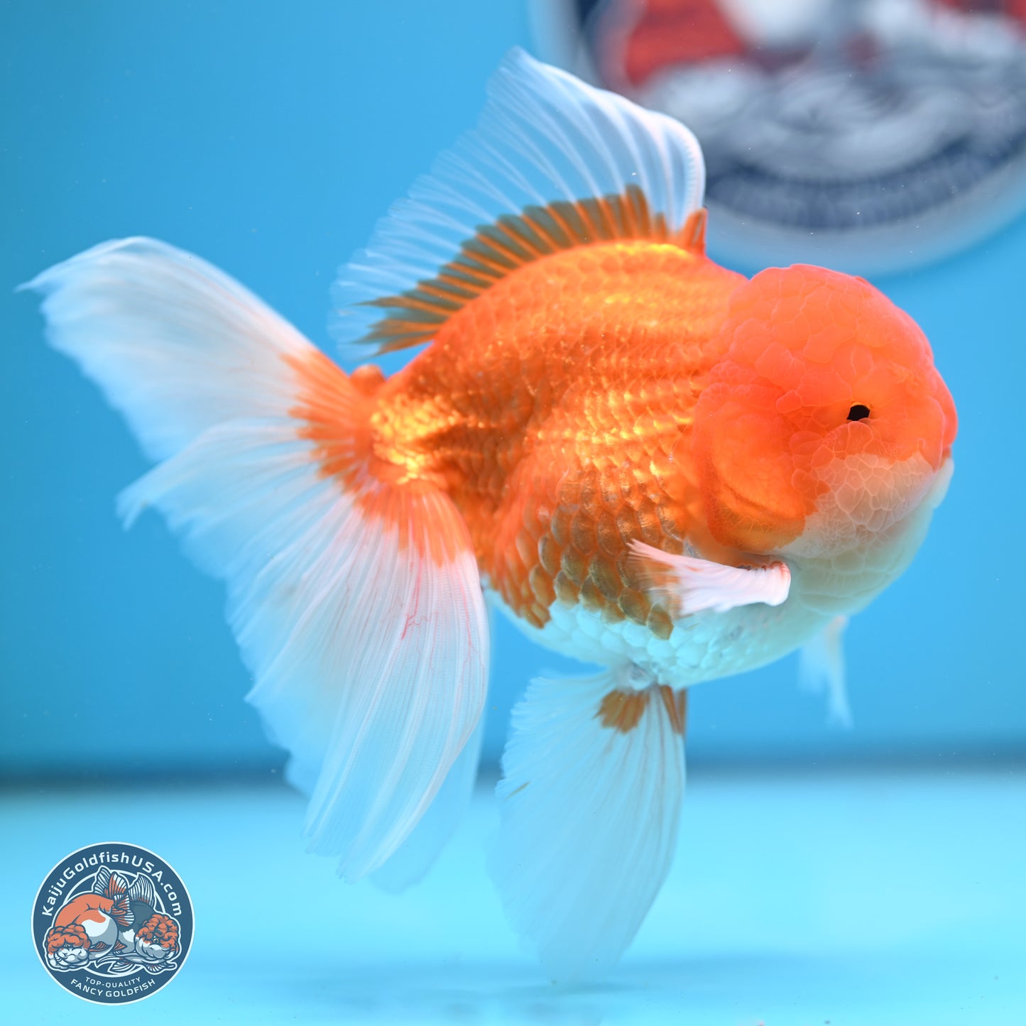 Red White Rose Tail Oranda 4-6.5 inches (240906_OR15) - Kaiju Goldfish USA