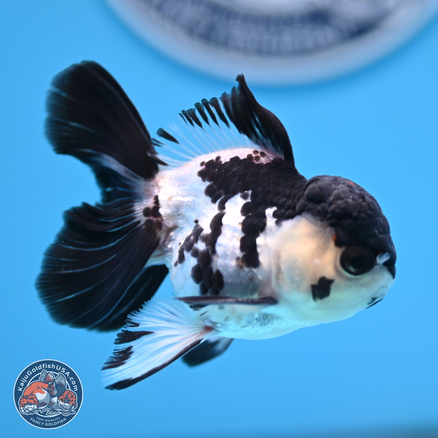 Black Cap Panda Rose Tail Oranda 2.8 inches Body - Male (250314_OR15)