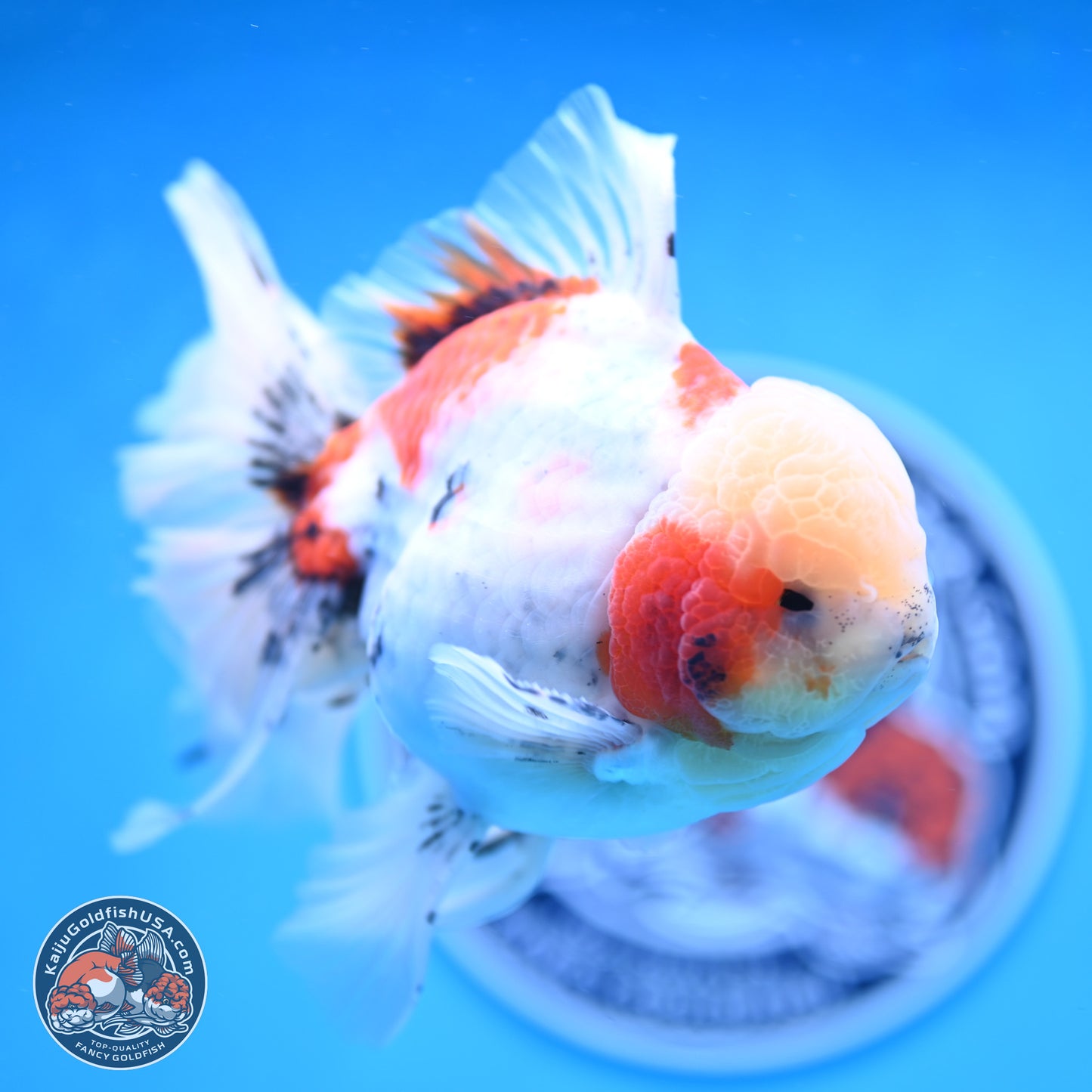 Calico Rose Tail Oranda 6 inches - Male (241129_OR15) - Kaiju Goldfish USA