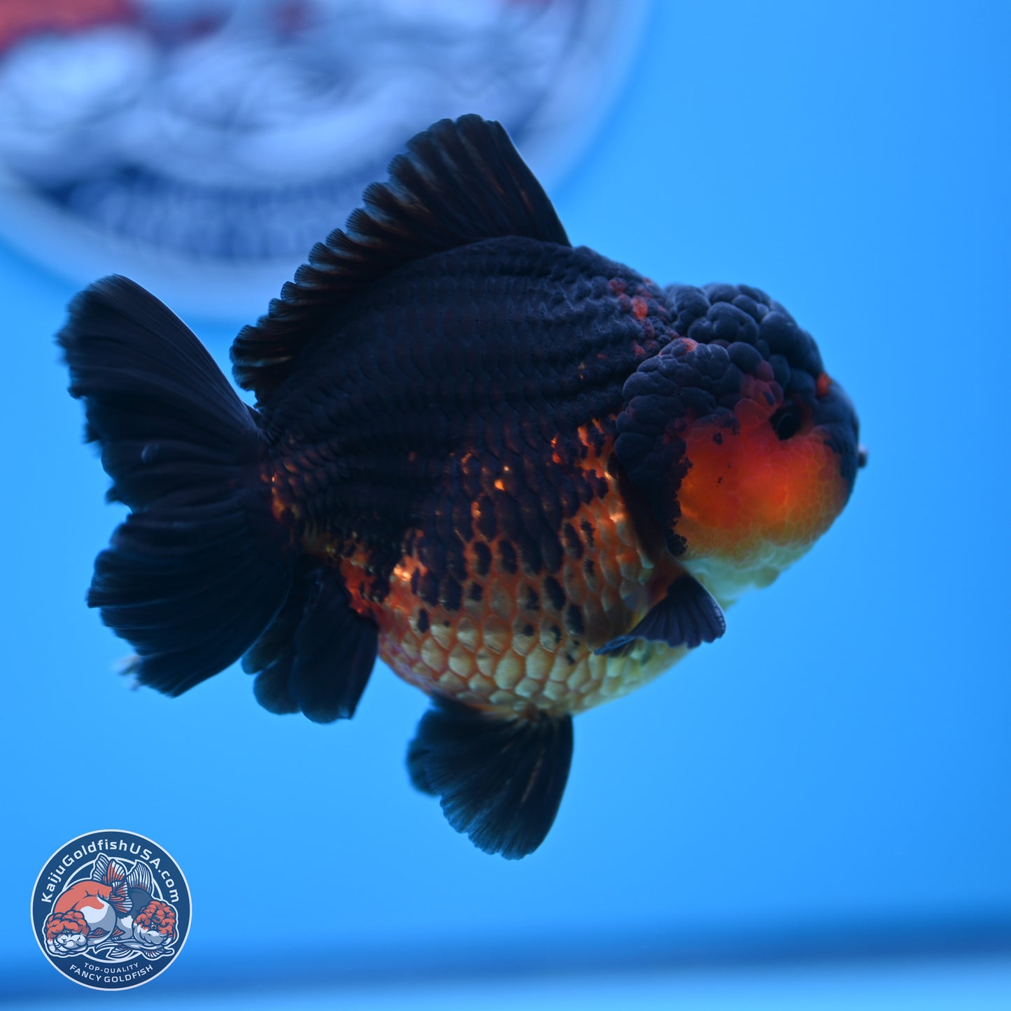 Apache YuanBao Oranda 4 inches  (241018_OR15)