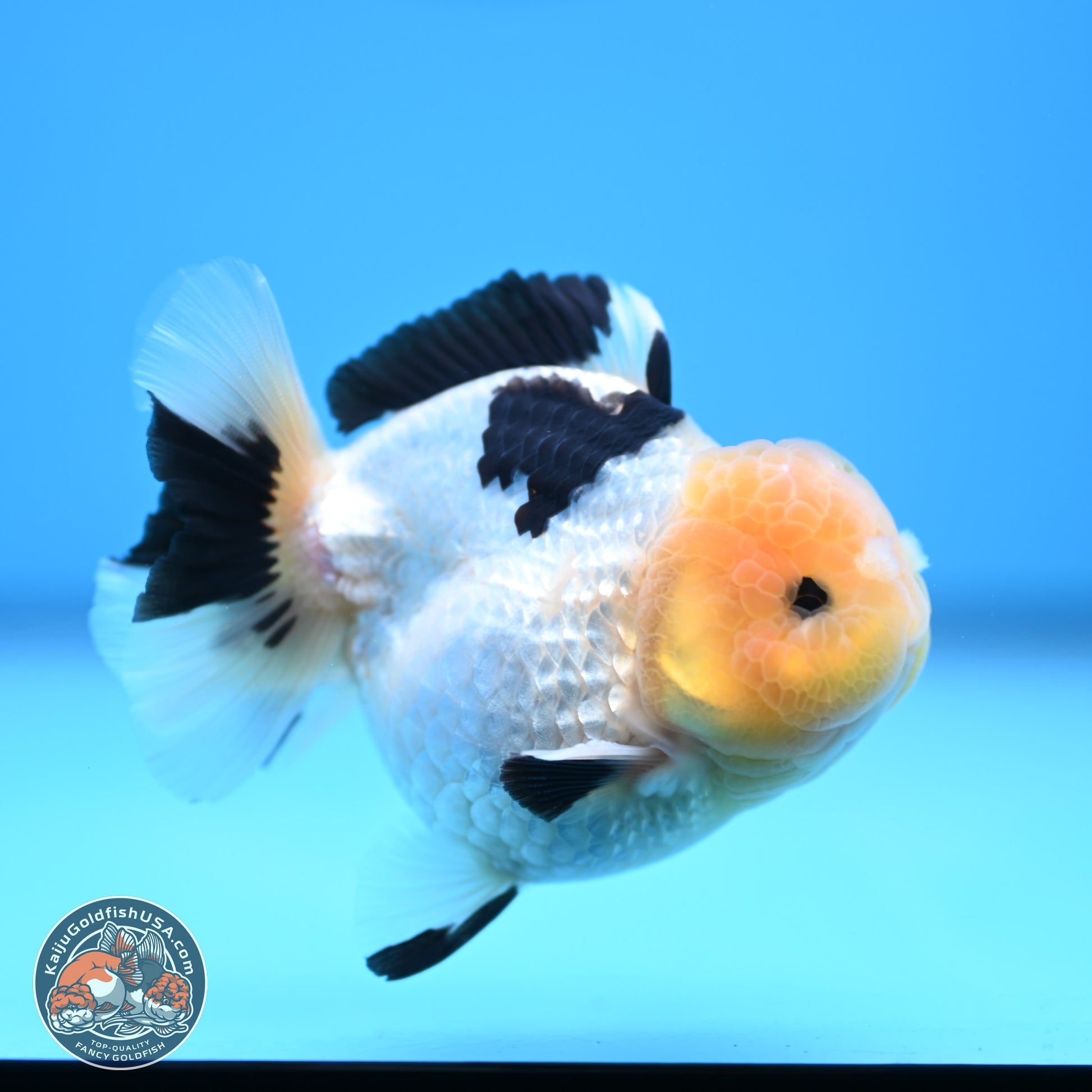 Panda Oranda 3.75 inches Body - Male (241227_OR15) - Kaiju Goldfish USA