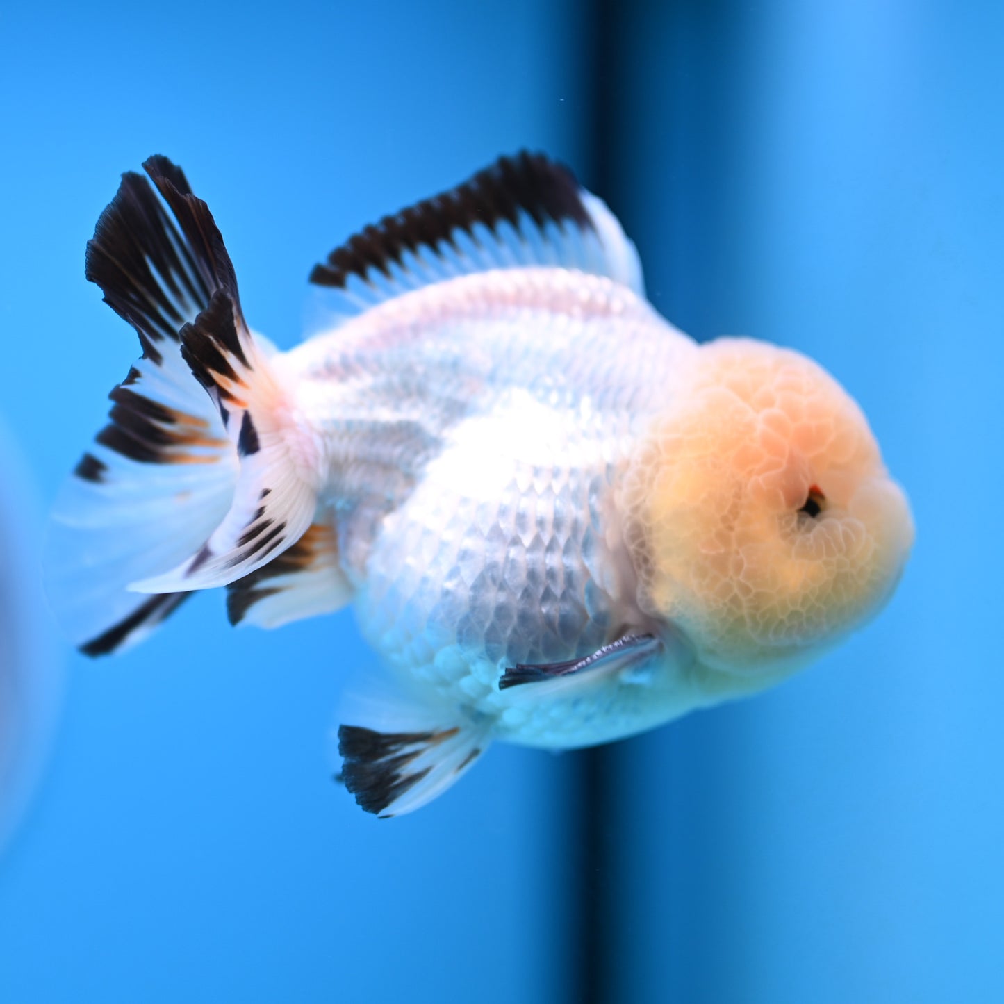 Panda Oranda 3.5-4 inches (241011_OR15) - Kaiju Goldfish USA