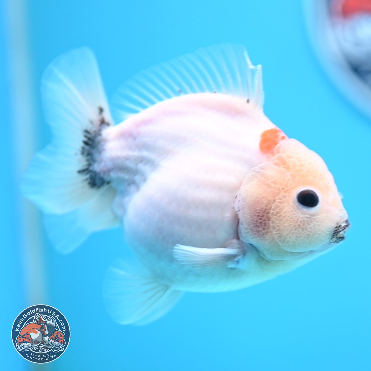 Shogun Sakura Oranda 3.75 inches Body - Male (250207_OR15)