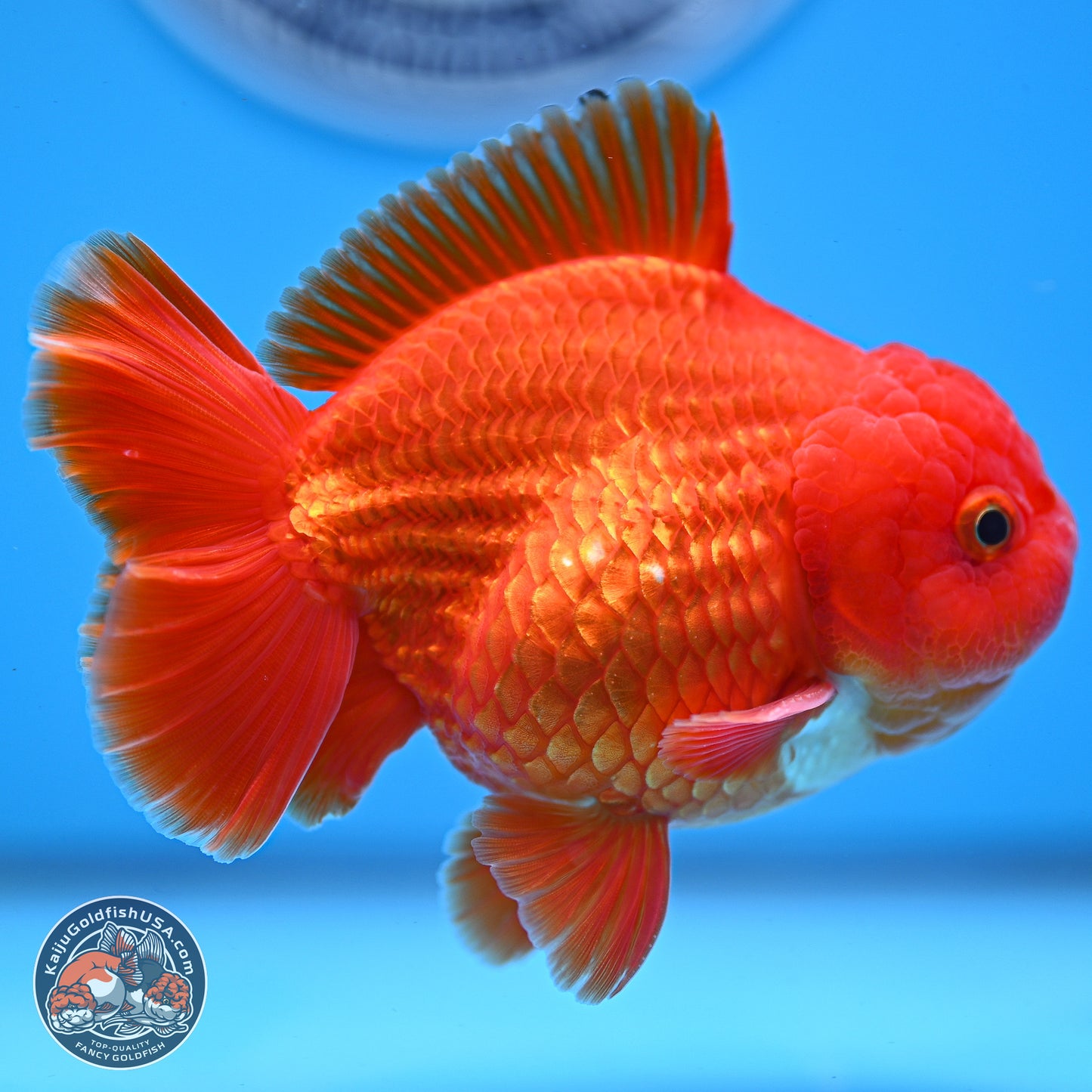 Classic Red YuanBao Oranda 3.75 inches Body - Male (250228_OR15)