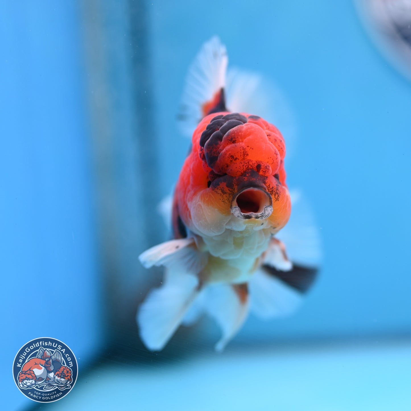 Tiger Orchid Tail Oranda 3.5 inches Body - Male (250307_OR15)