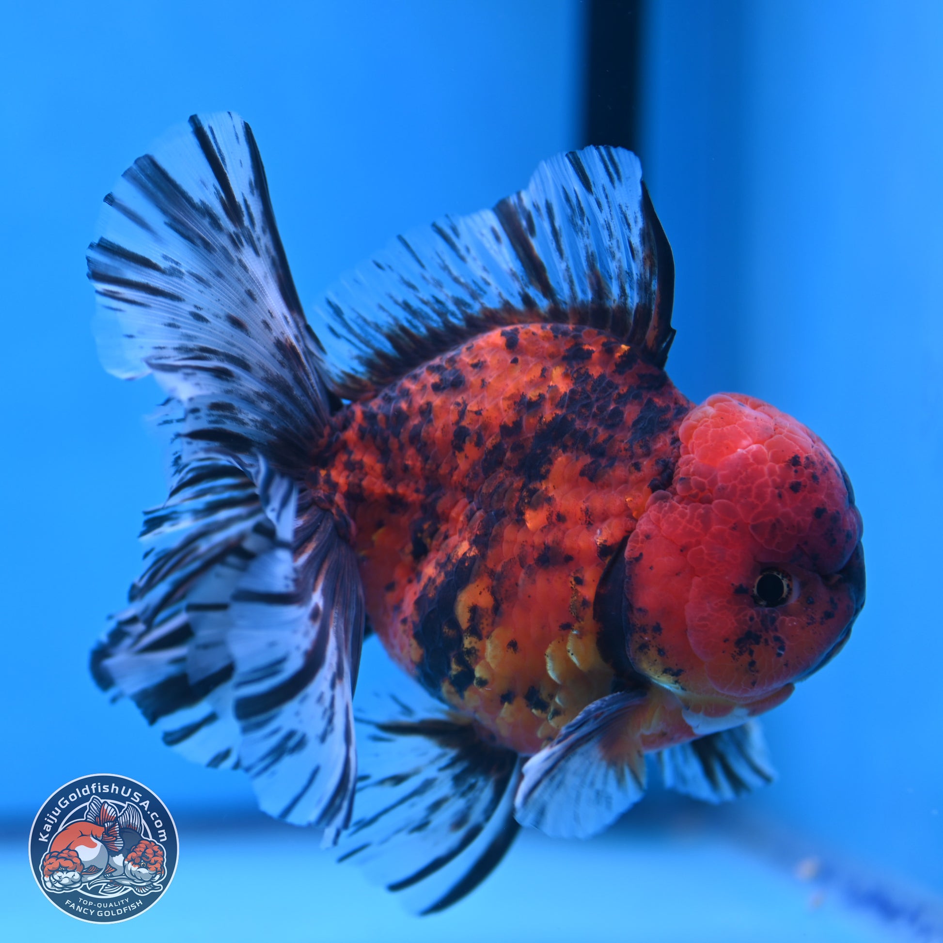 Tiger Rose Tail Oranda 6 inches - Male (241115_OR15) - Kaiju Goldfish USA