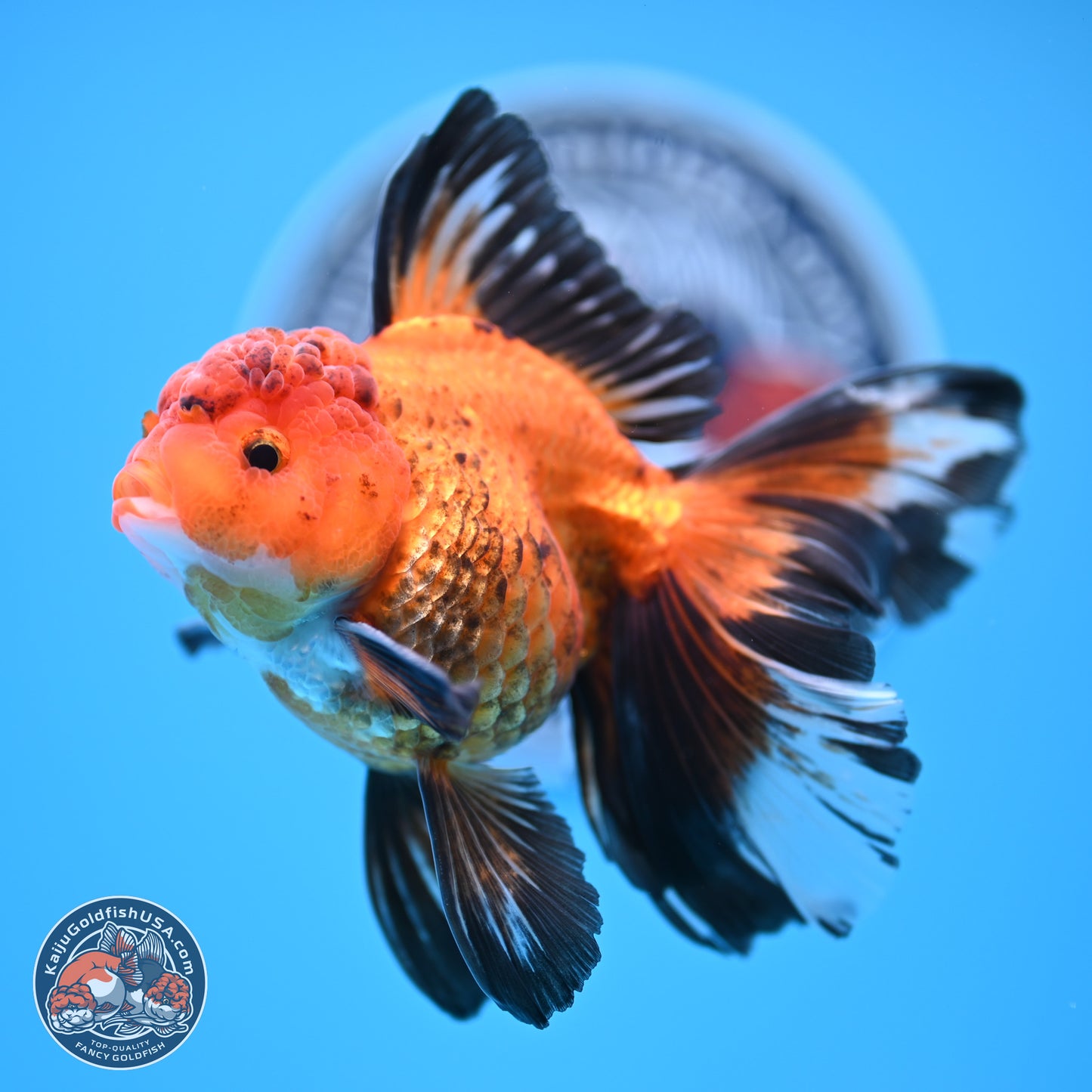 Apache Rose Tail Oranda 3in Body (240830_OR15) - Kaiju Goldfish USA