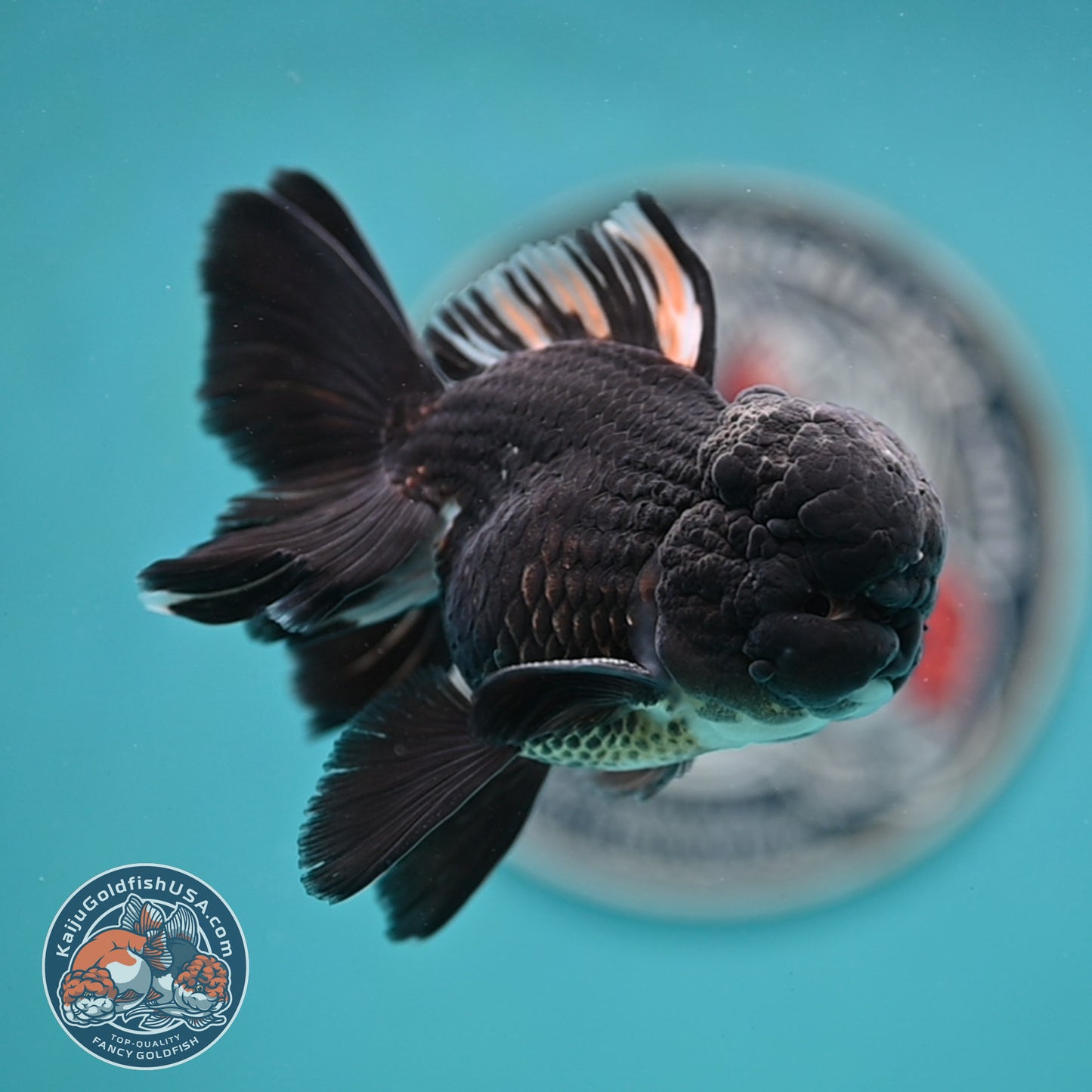 Black Rose Tail Oranda 3 inches Body (250502_OR15)
