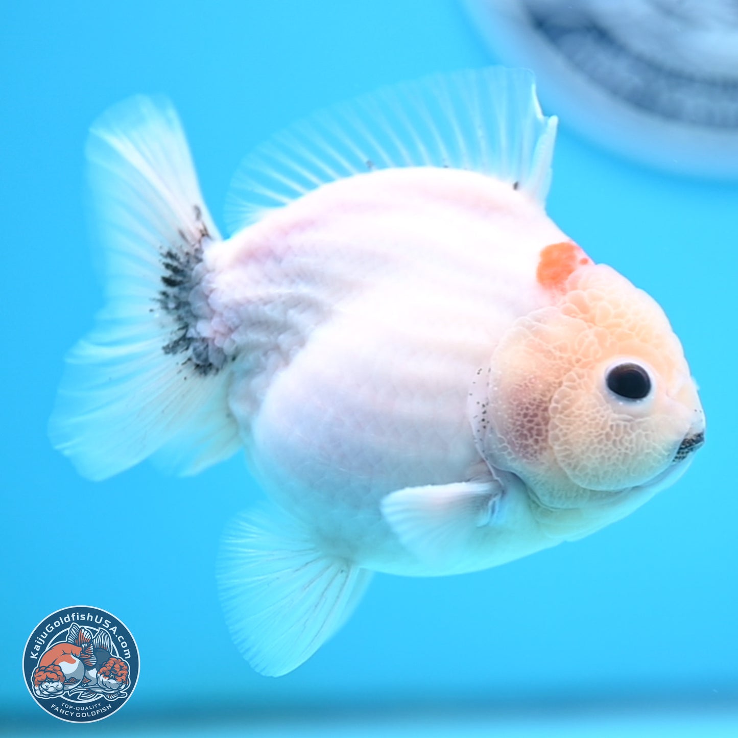 Shogun Sakura Oranda 3.75 inches Body - Male (250207_OR15)