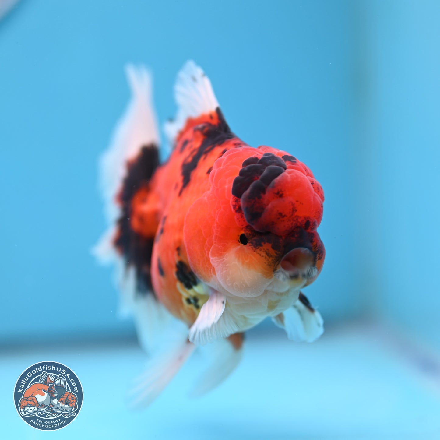 Tiger Orchid Tail Oranda 3.5 inches Body - Male (250307_OR15)