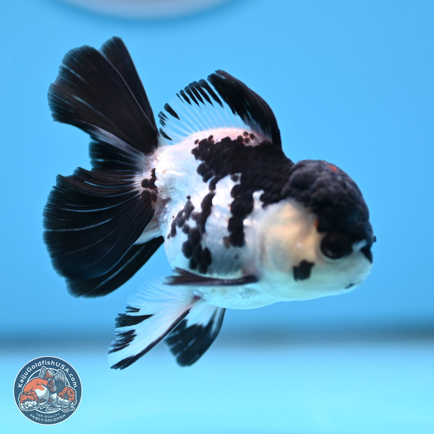 Black Cap Panda Rose Tail Oranda 2.8 inches Body - Male (250314_OR15)
