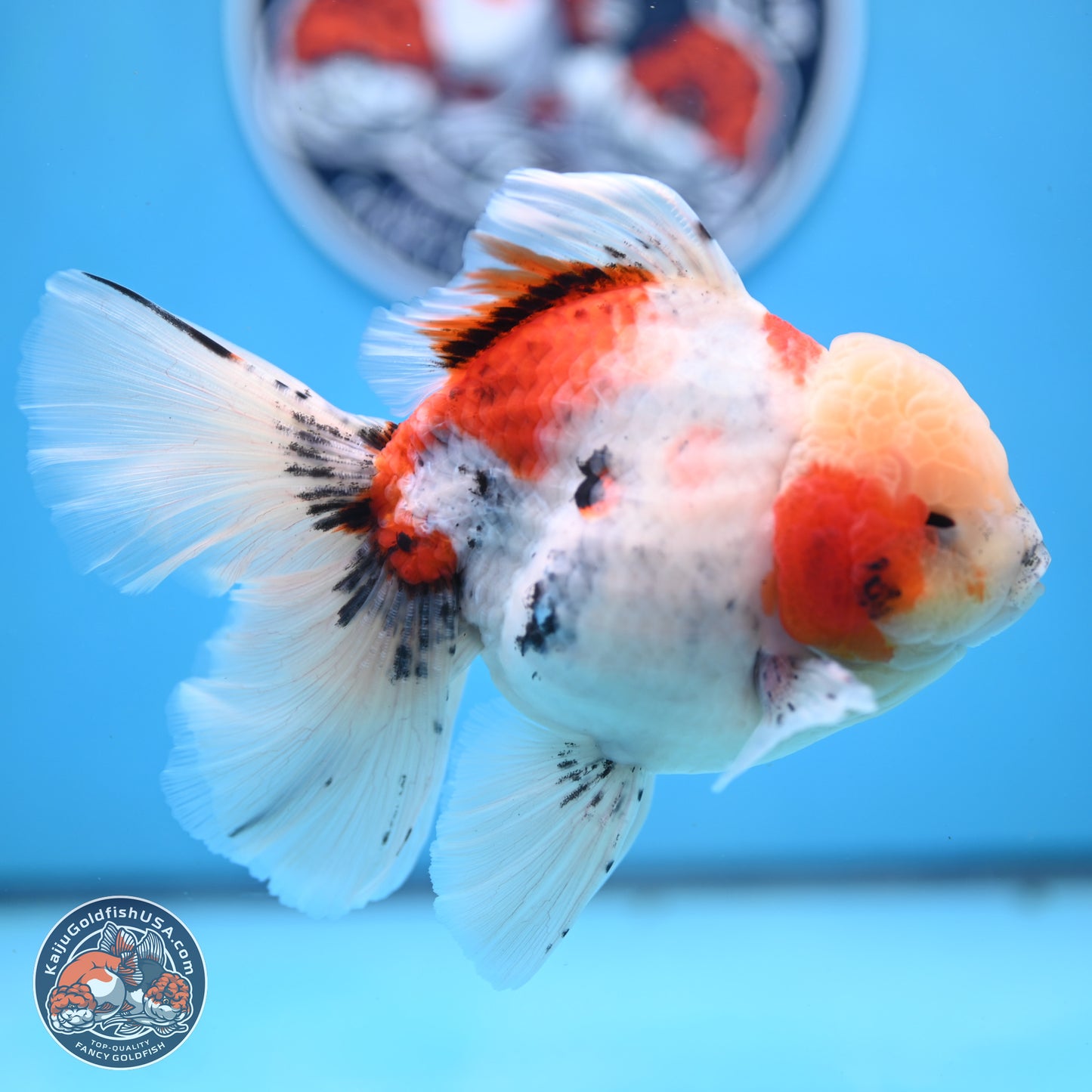 Calico Rose Tail Oranda 6 inches - Male (241129_OR15) - Kaiju Goldfish USA