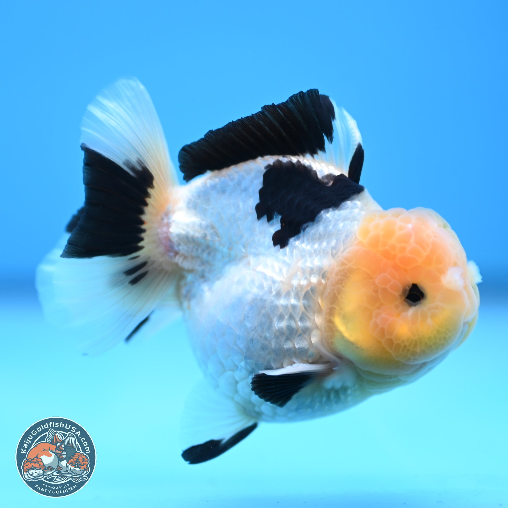 Panda Oranda 3.75 inches Body - Male (241227_OR15) - Kaiju Goldfish USA