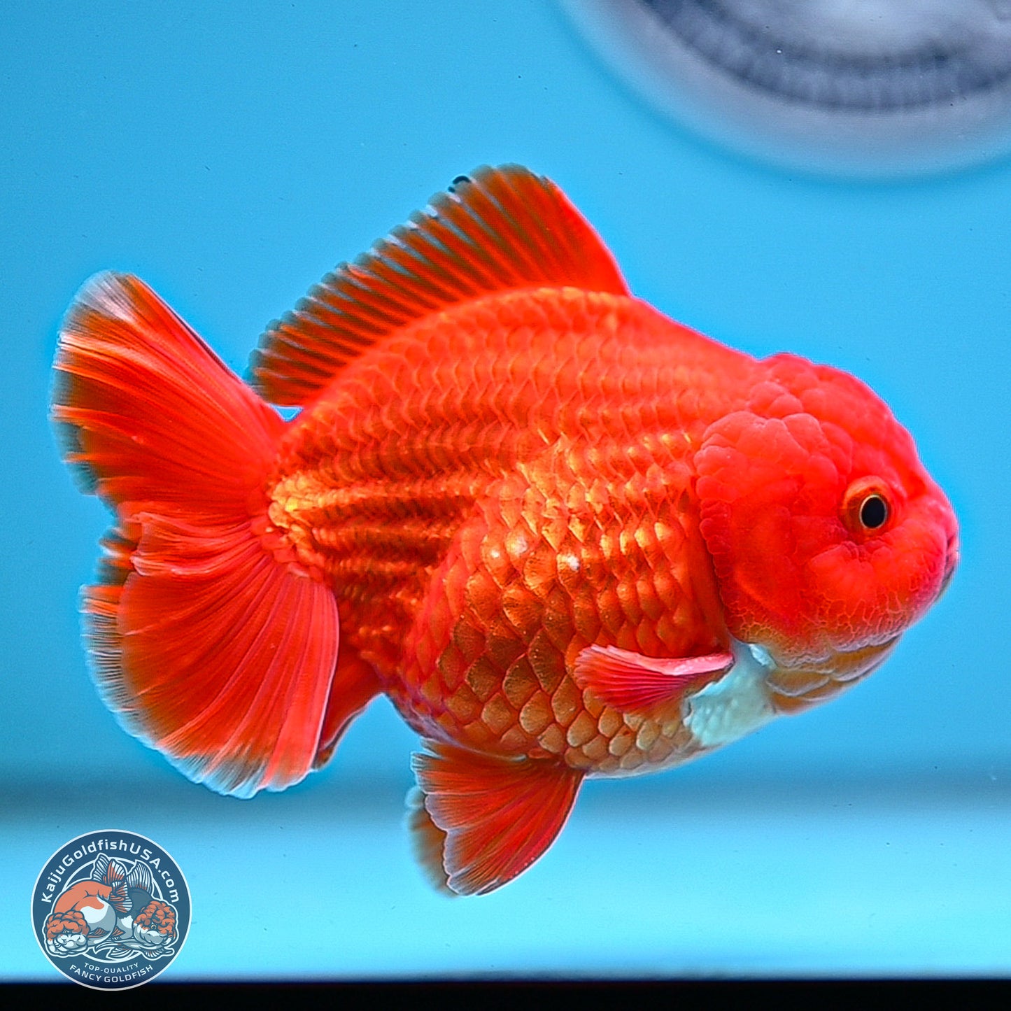 Classic Red YuanBao Oranda 3.75 inches Body - Male (250228_OR15)