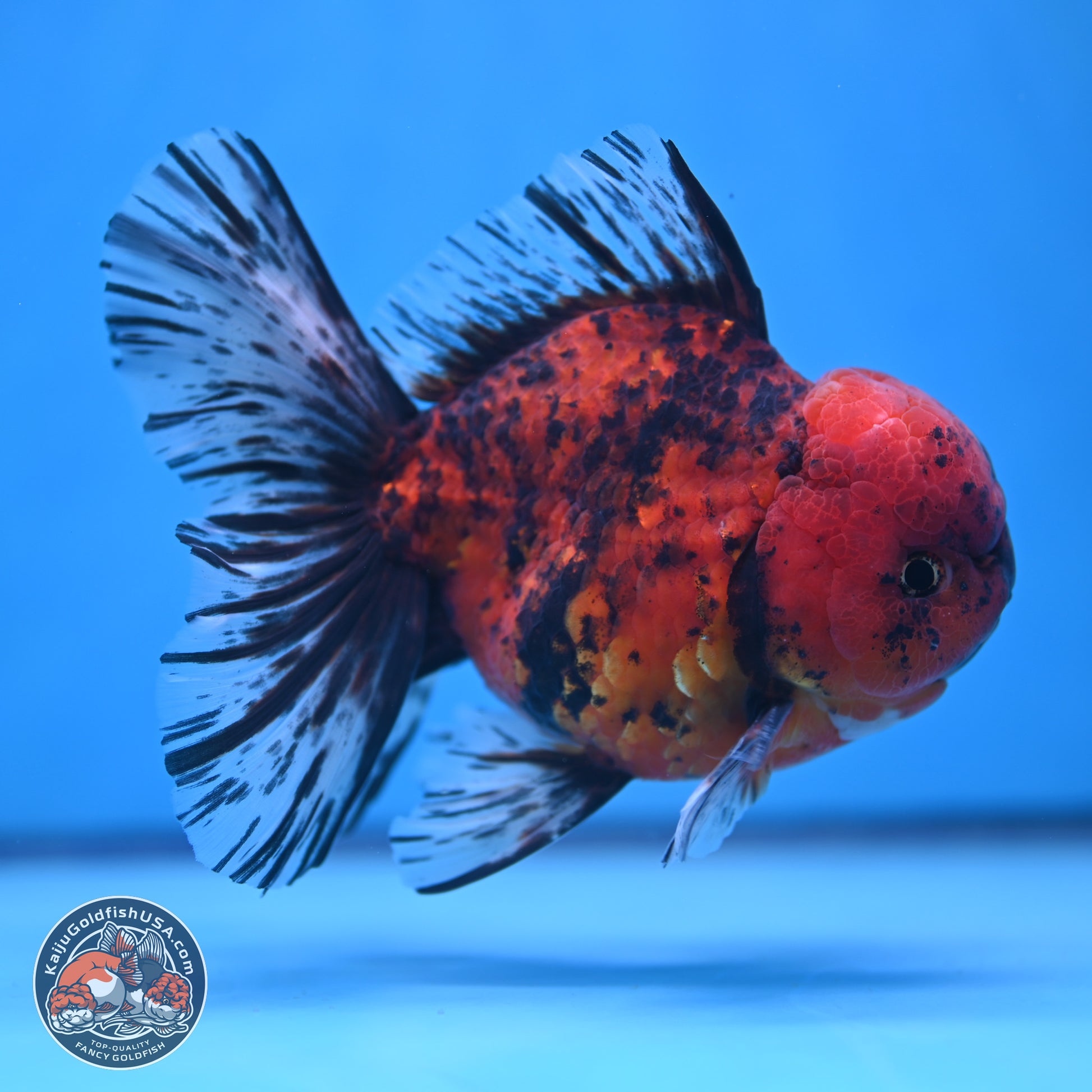 Tiger Rose Tail Oranda 6 inches - Male (241115_OR15) - Kaiju Goldfish USA