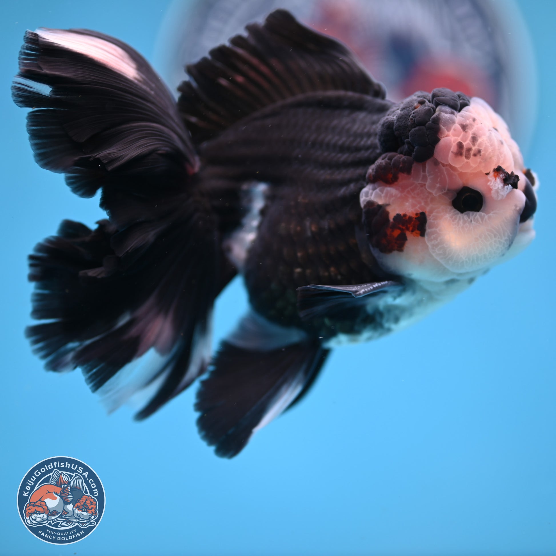 Panda Butterfly Tail Oranda 5.5 inches (241025_OR15) - Kaiju Goldfish USA