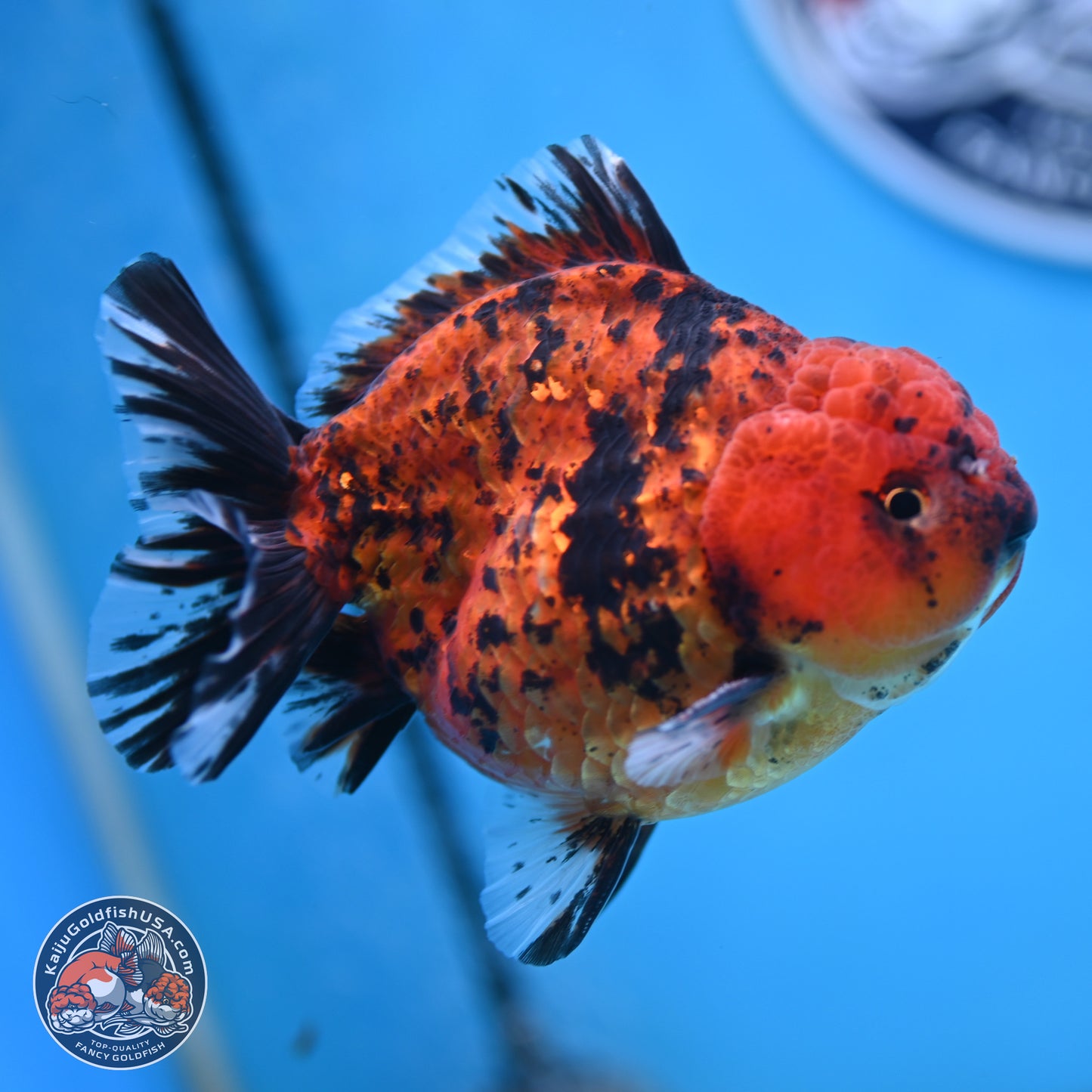 Shogun Tiger Oranda 4 inches Body - Male (250131_OR15)