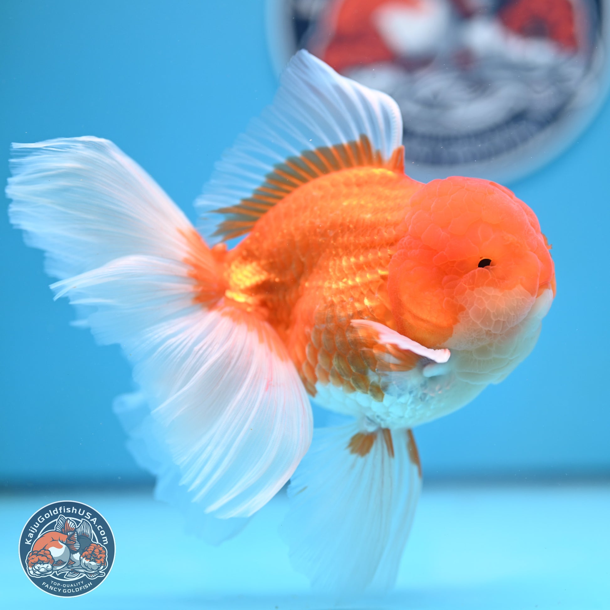 Red White Rose Tail Oranda 4-6.5 inches (240906_OR15) - Kaiju Goldfish USA