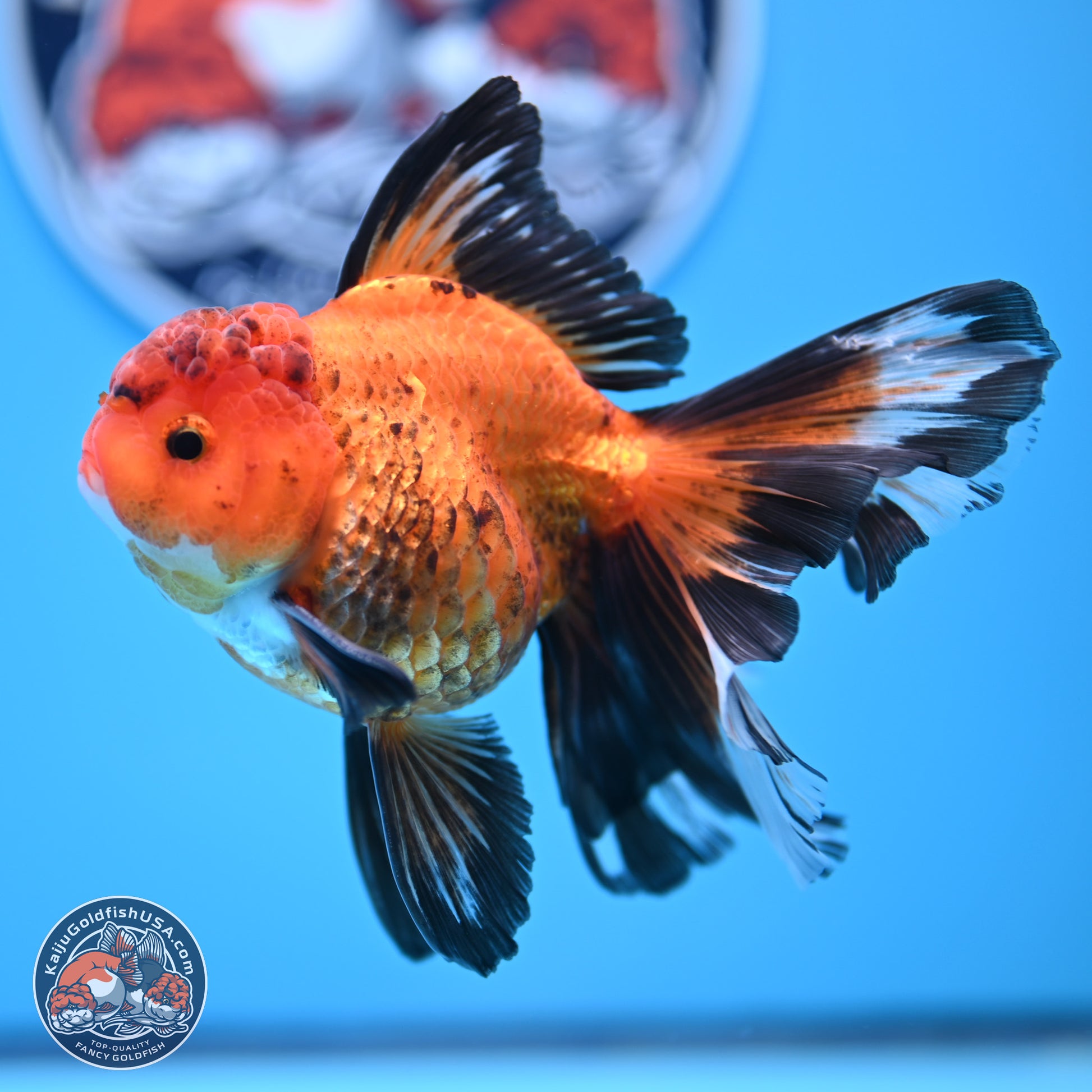 Apache Rose Tail Oranda 3in Body (240830_OR15) - Kaiju Goldfish USA