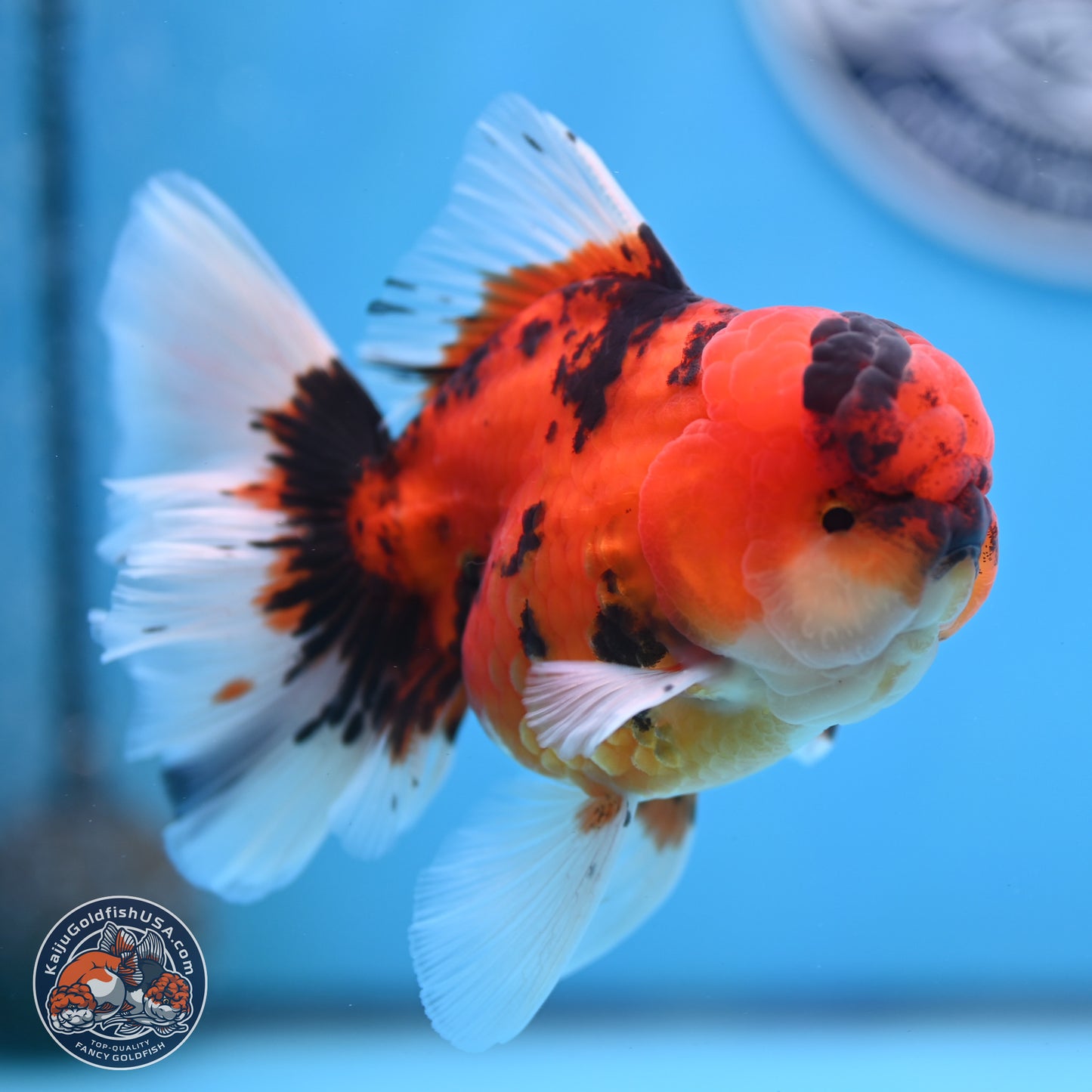 Tiger Orchid Tail Oranda 3.5 inches Body - Male (250307_OR15)