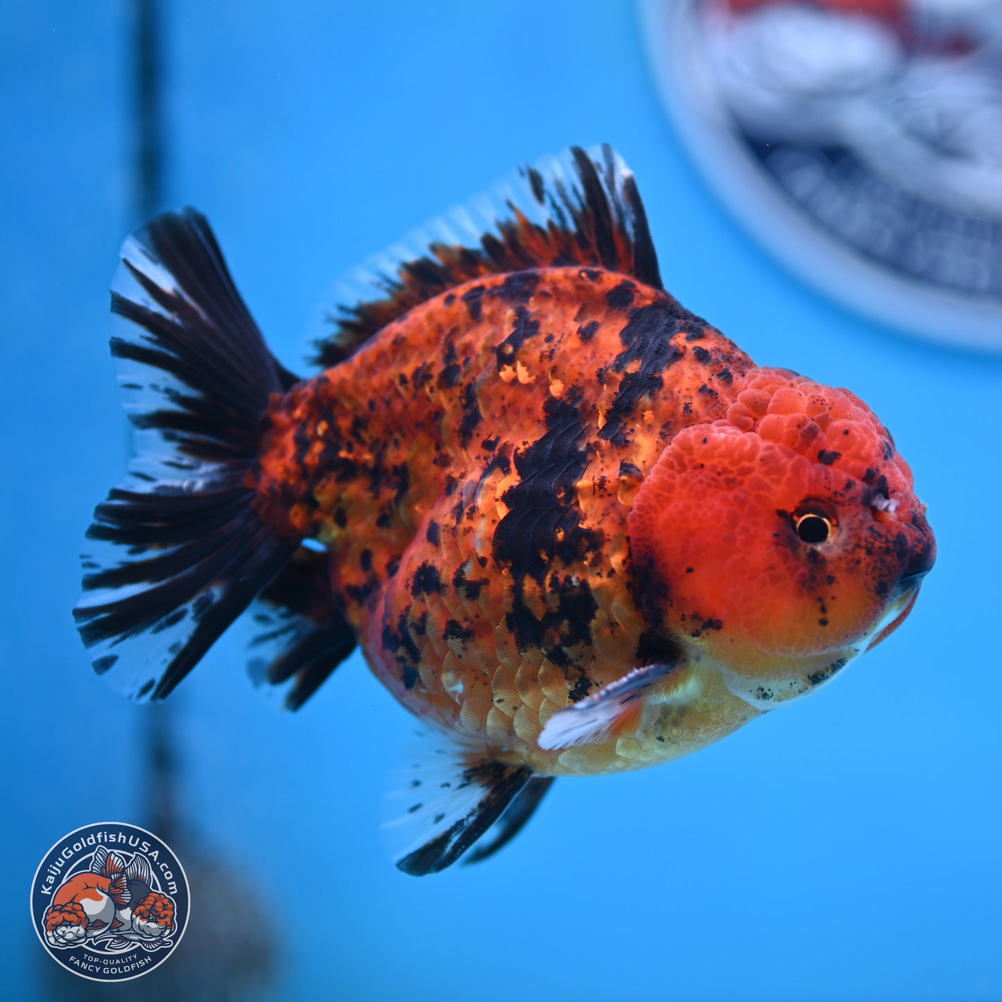 Shogun Tiger Oranda 4 inches Body - Male (250131_OR15)