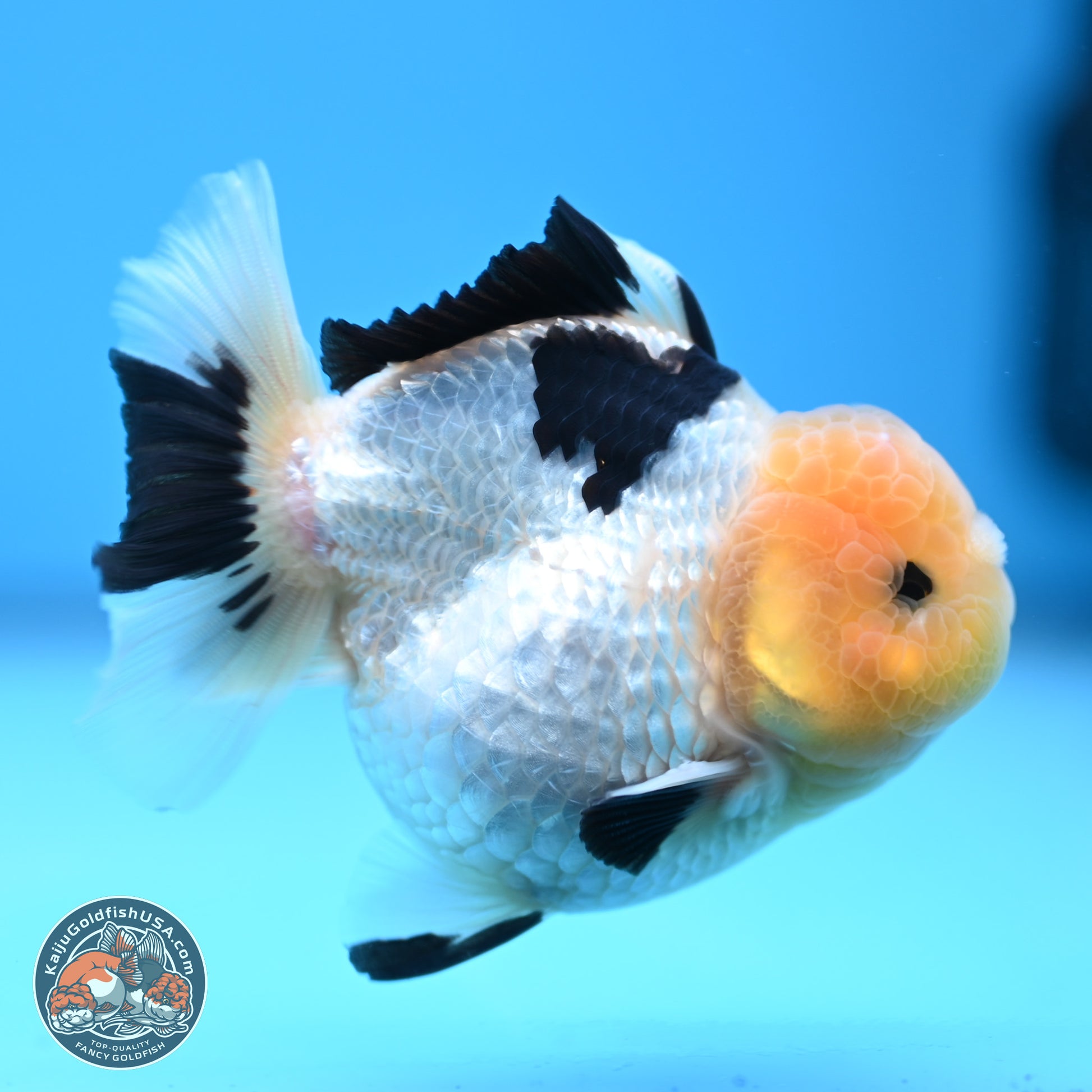 Panda Oranda 3.75 inches Body - Male (241227_OR15) - Kaiju Goldfish USA