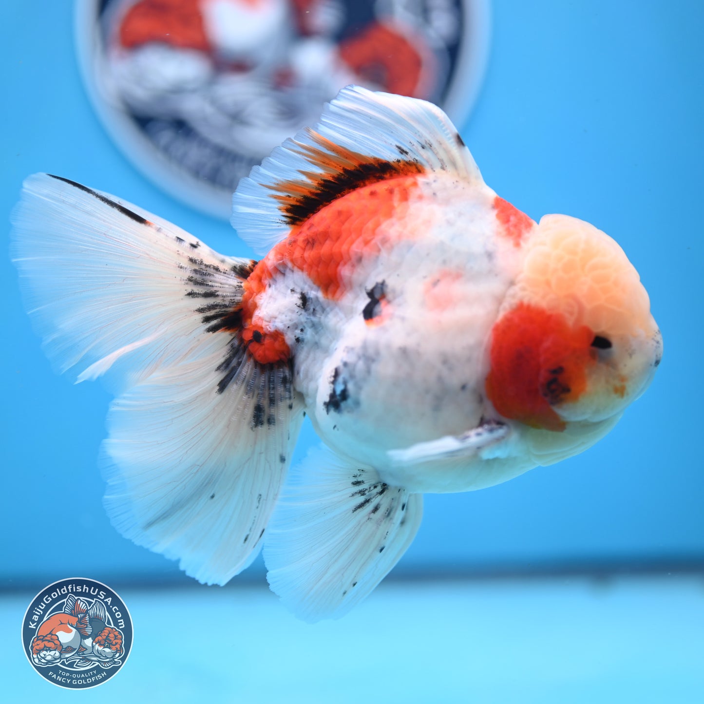 Calico Rose Tail Oranda 6 inches - Male (241129_OR15) - Kaiju Goldfish USA