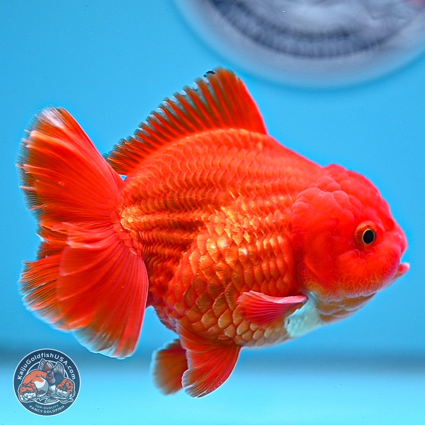 Classic Red YuanBao Oranda 3.75 inches Body - Male (250228_OR15)