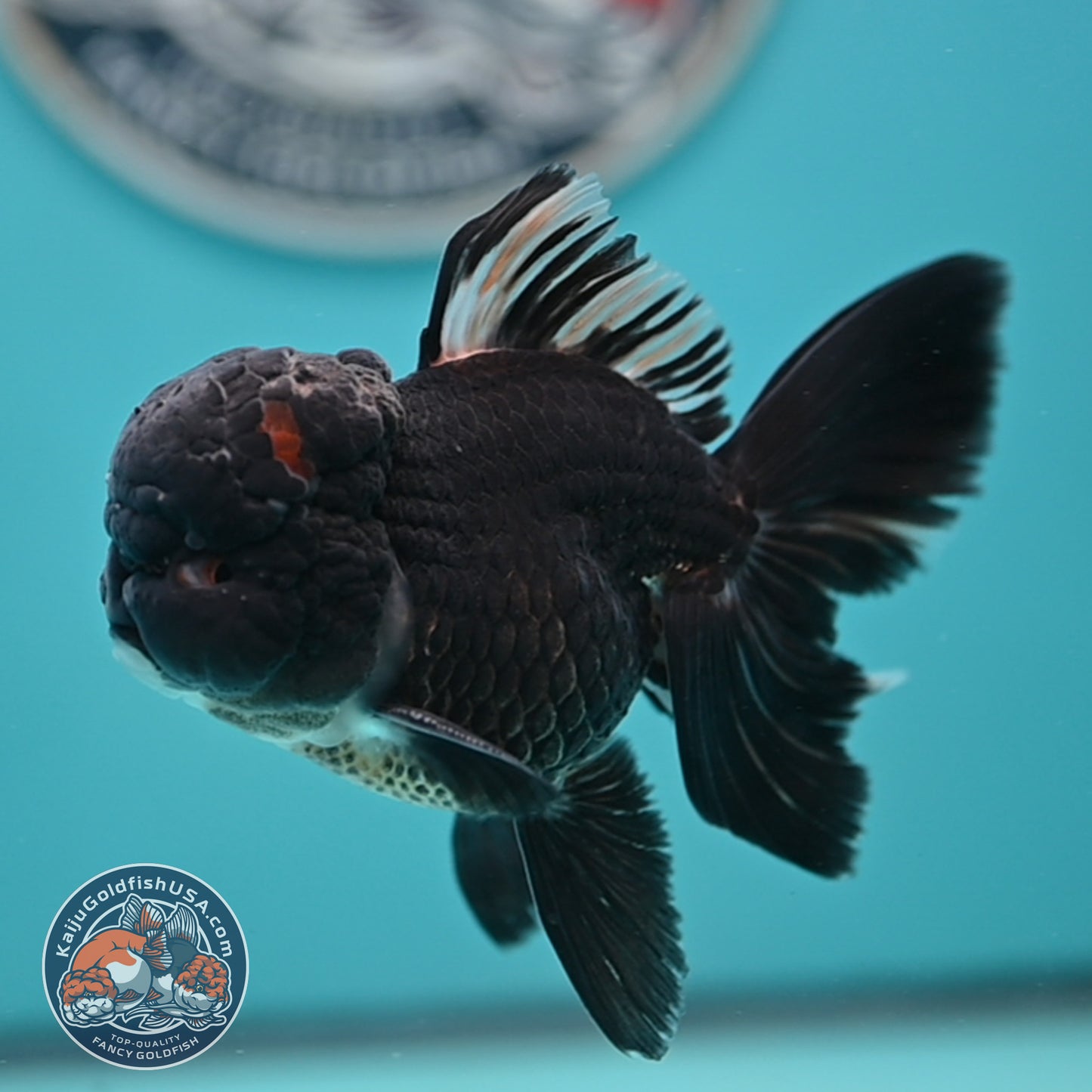 Black Rose Tail Oranda 3 inches Body (250502_OR15)