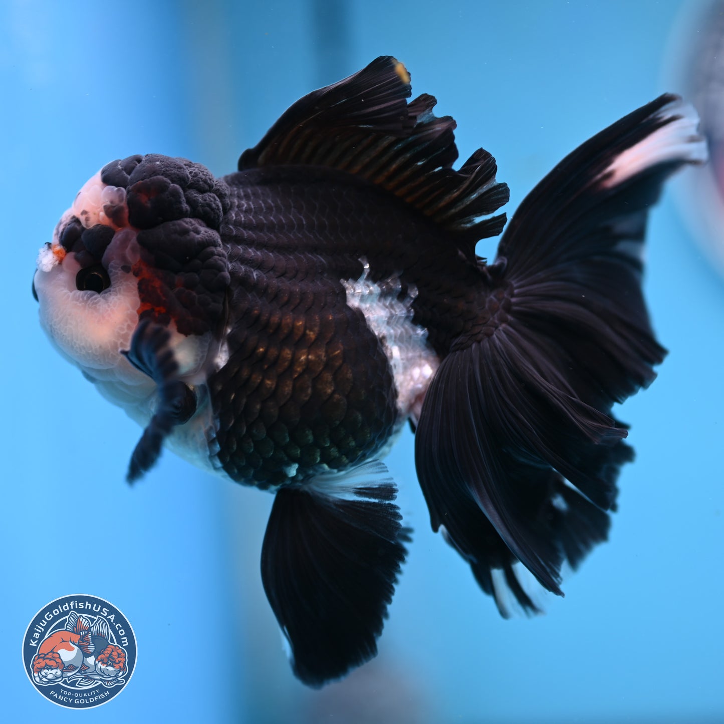 Panda Butterfly Tail Oranda 5.5 inches (241025_OR15) - Kaiju Goldfish USA