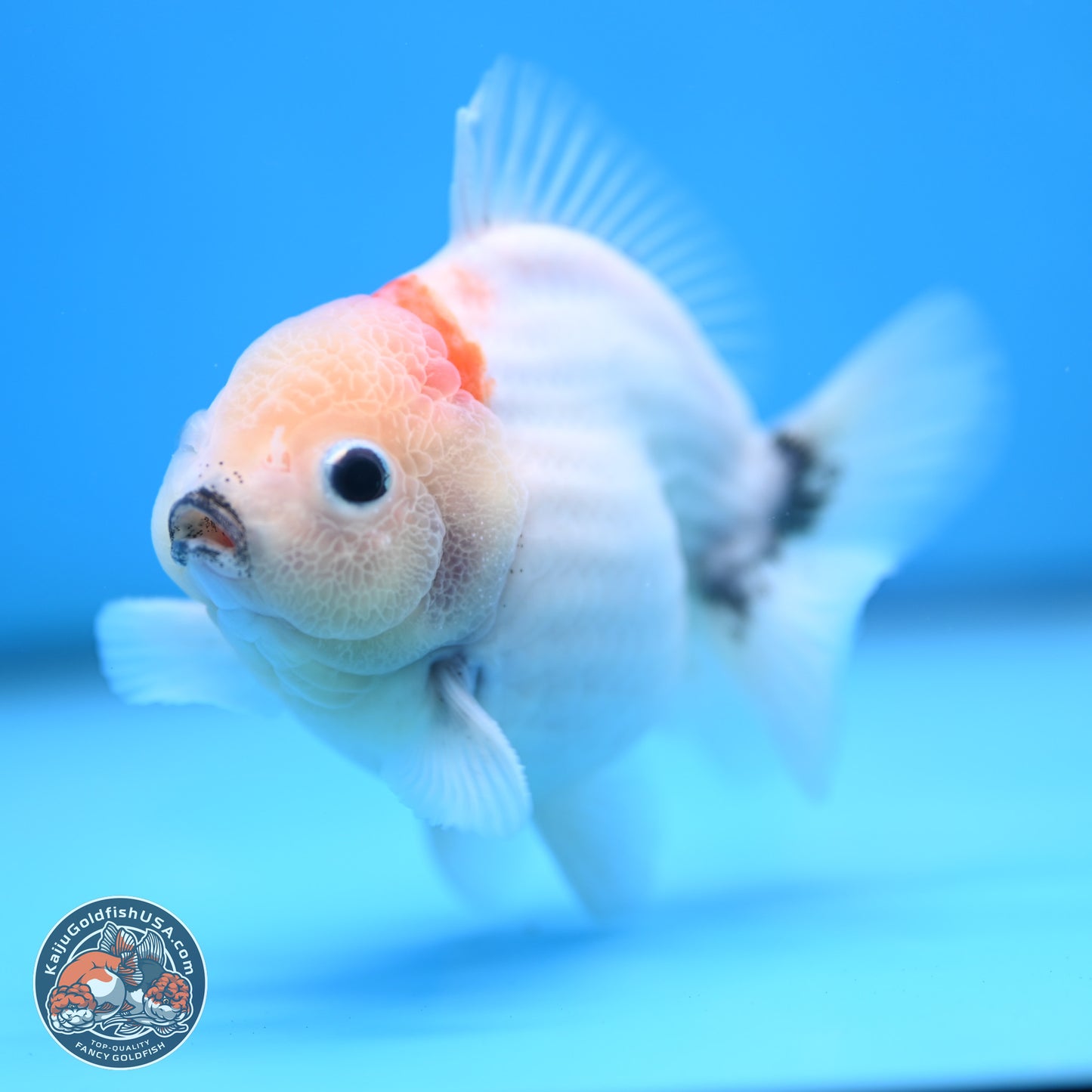 Shogun Sakura Oranda 3.75 inches Body - Male (250207_OR15)