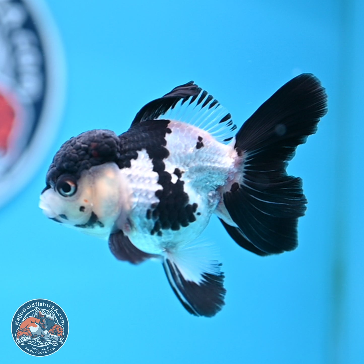 Black Cap Panda Rose Tail Oranda 2.8 inches Body - Male (250314_OR15)