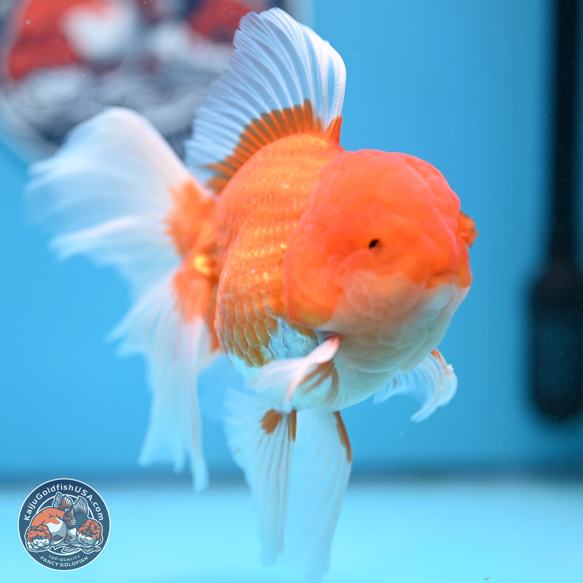 Red White Rose Tail Oranda 4-6.5 inches (240906_OR15) - Kaiju Goldfish USA