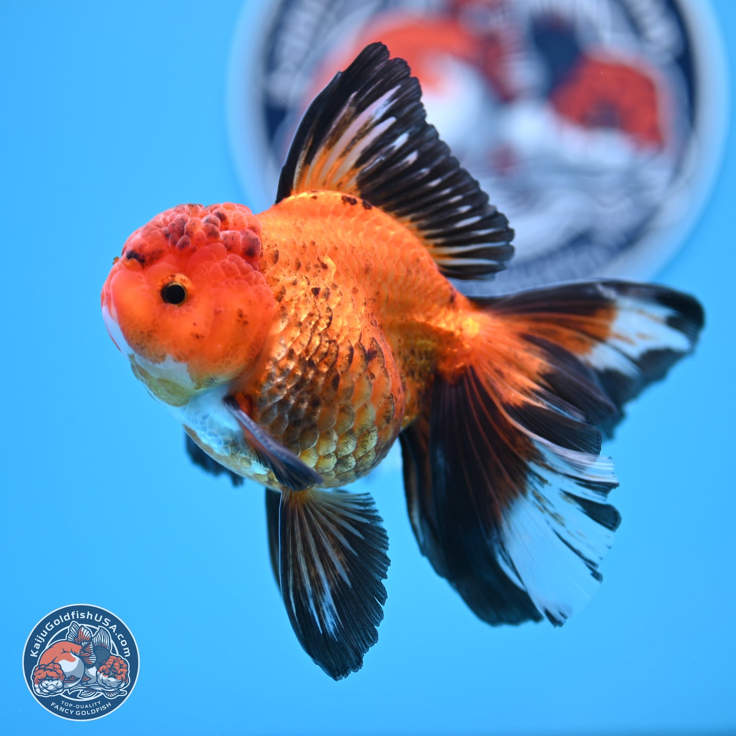 Apache Rose Tail Oranda 3in Body (240830_OR15) - Kaiju Goldfish USA