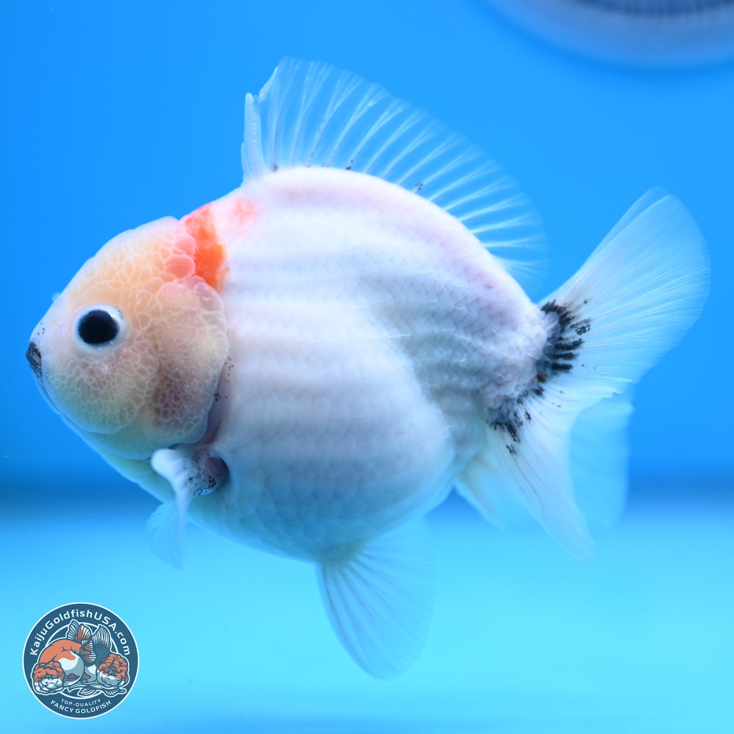 Shogun Sakura Oranda 3.75 inches Body - Male (250207_OR15)